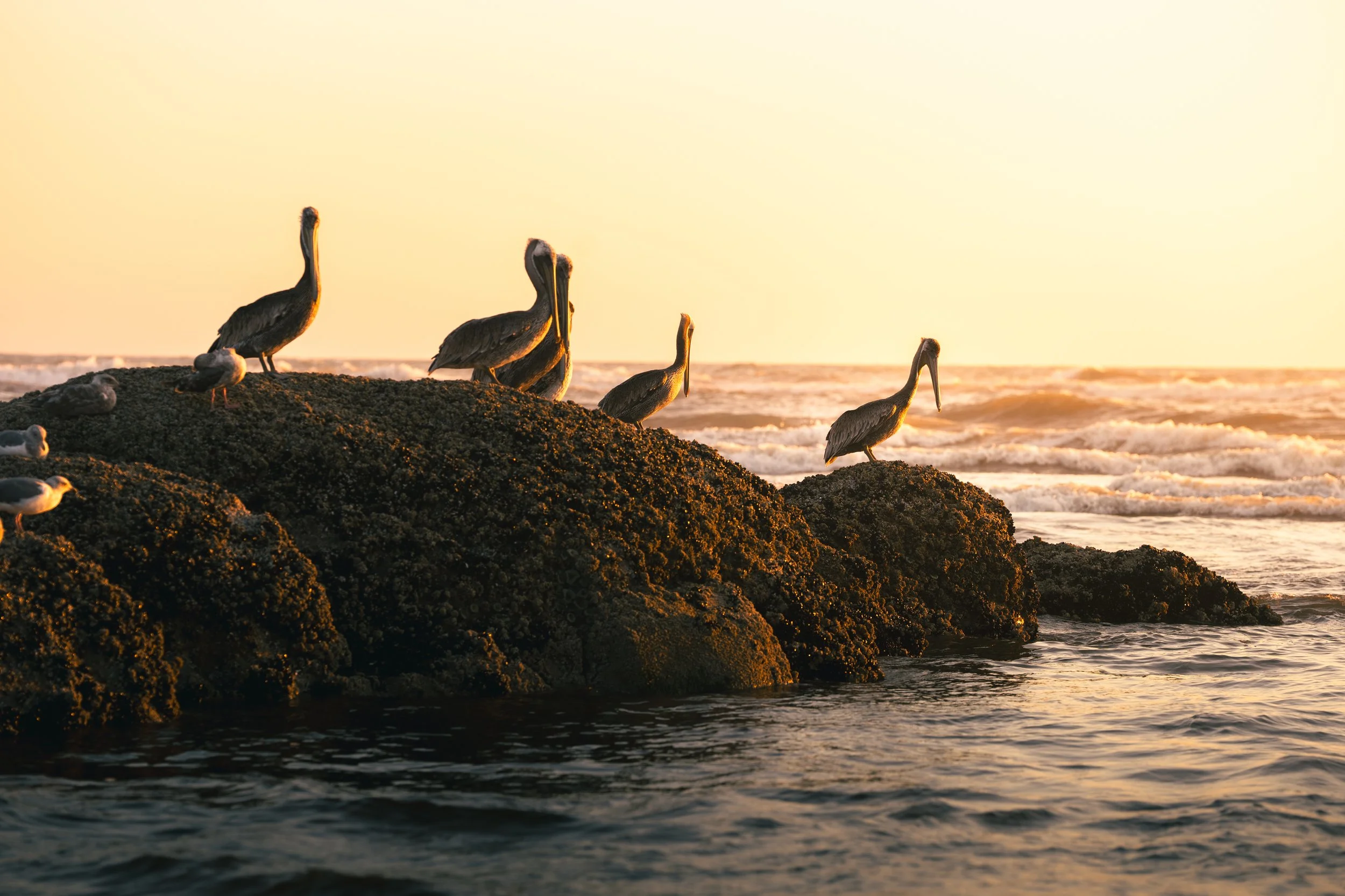 Four pelicans perched on rocks by the ocean during sunset, with waves and a pale sky in the background.