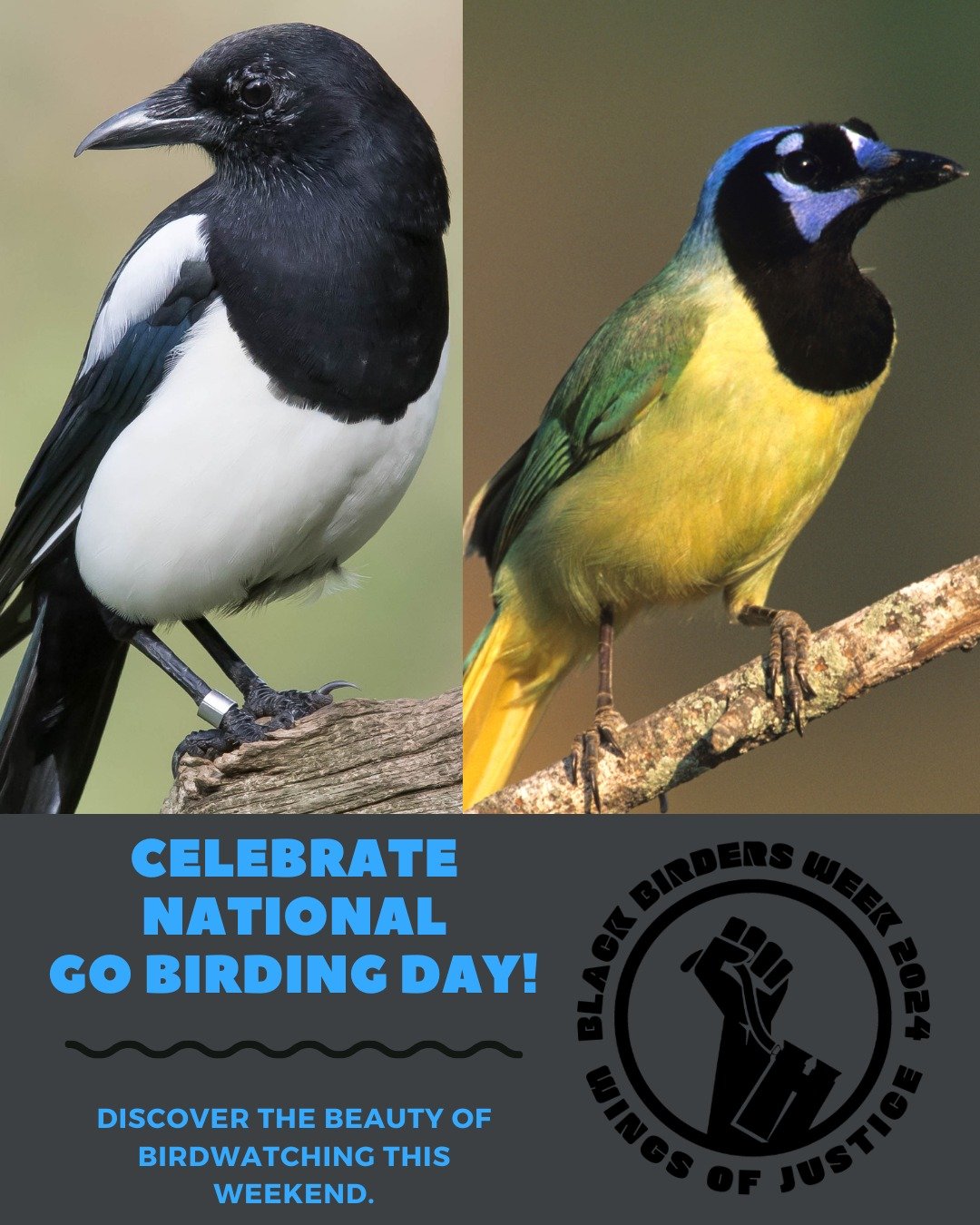 Have you been out birding yet today? Well, if you haven't, there's a reason you should definitely go...it's #NationalGoBirdingDay 🐦🦆🥳

The holiday is for celebrating the wonderful ways of our feathery friends, the birds. Earth is home to nearly 10