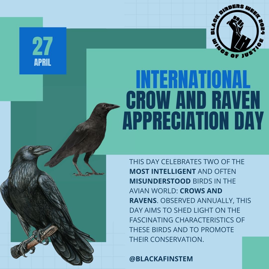 #DYK today is #InternationalCrowandRavenAppreciationDay!

This day celebrates two of the most intelligent and often misunderstood birds in the avian world: crows and ravens. Observed annually, this day aims to shed light on the fascinating characteri