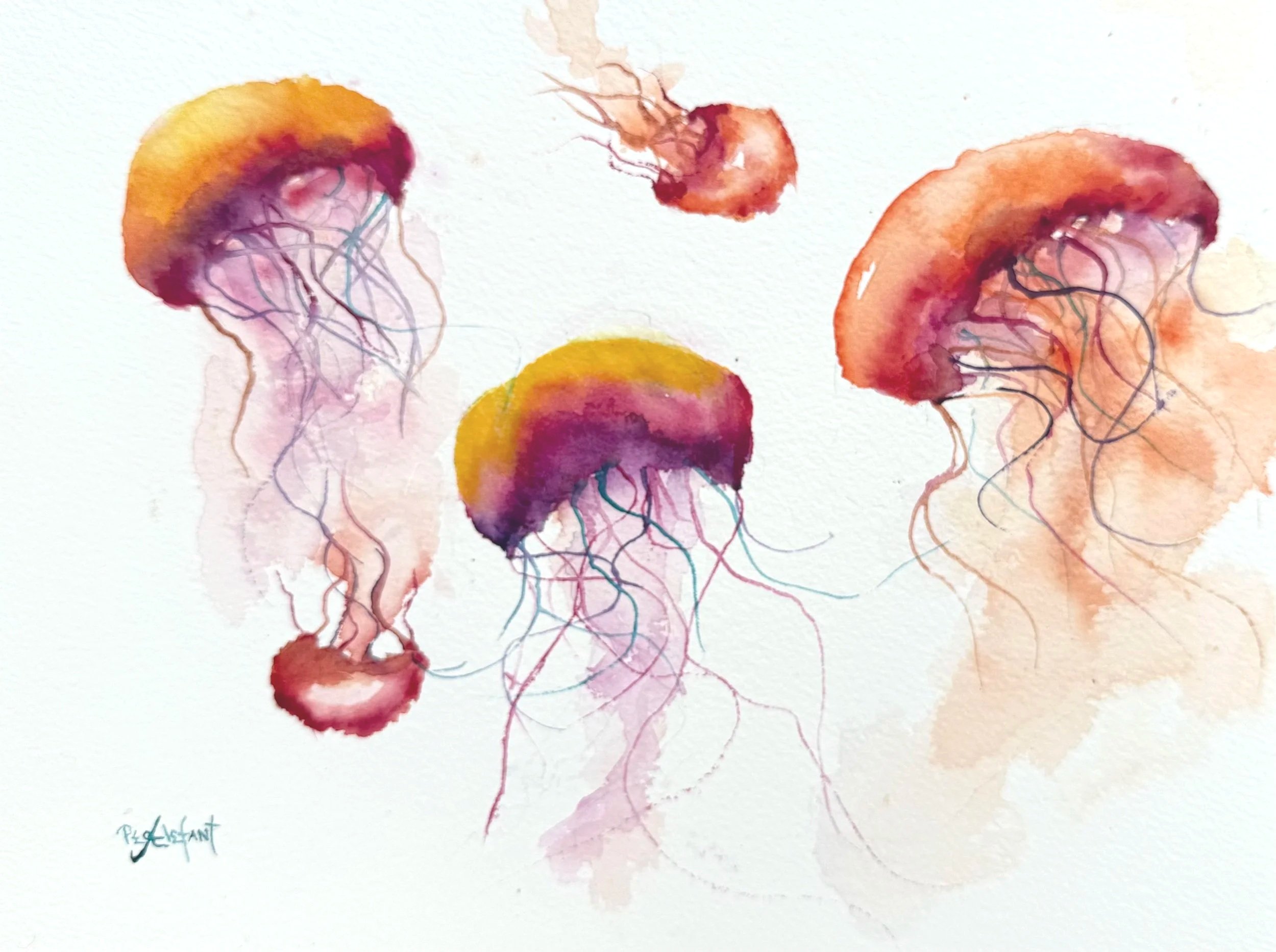 A Bloom of Jellyfish