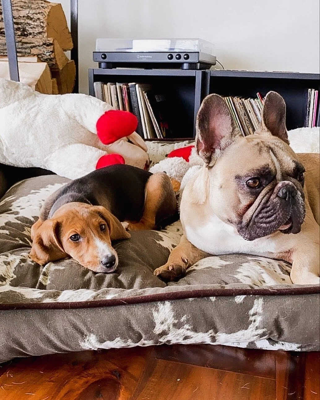 Good morning! ☀️ 

Remember Bruno? His momma got him a new, XL Cowhide bed a few weeks back all for himself. Now he&rsquo;s gotta share with his new sister, Penny Lane!

How cute is this picture?!

Also: how cool is their mom? I see those records bac