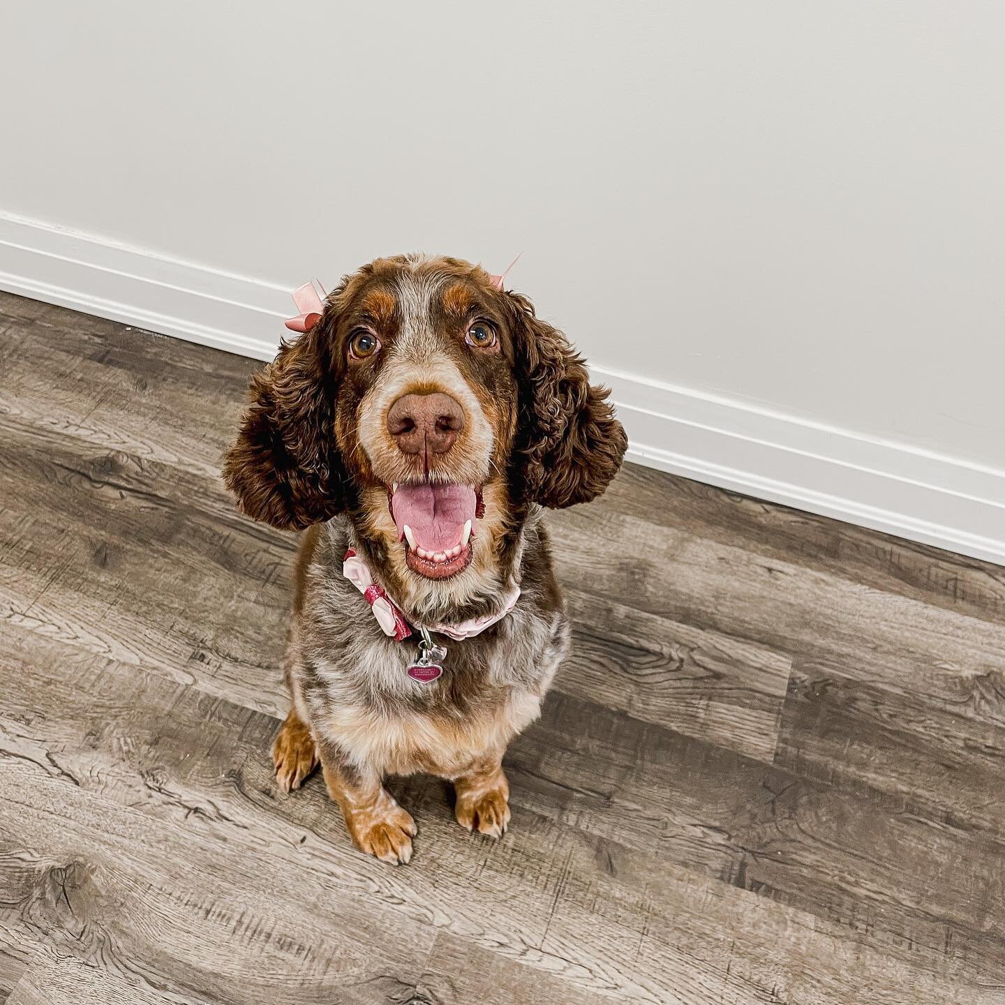 Maggie 🥰😍 sooooo pretty. 

Please call or email us at info@pawsonmain.ca to book your appointments.