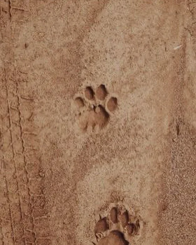 Goood morning ☀️ we&rsquo;re starting off this morning with a gentle reminder that the sand and the hot pavement are rough for your pups&rsquo; paws. 

When at the beach, rinse your pups&rsquo; paws to remove sand but also any other debris such as sh