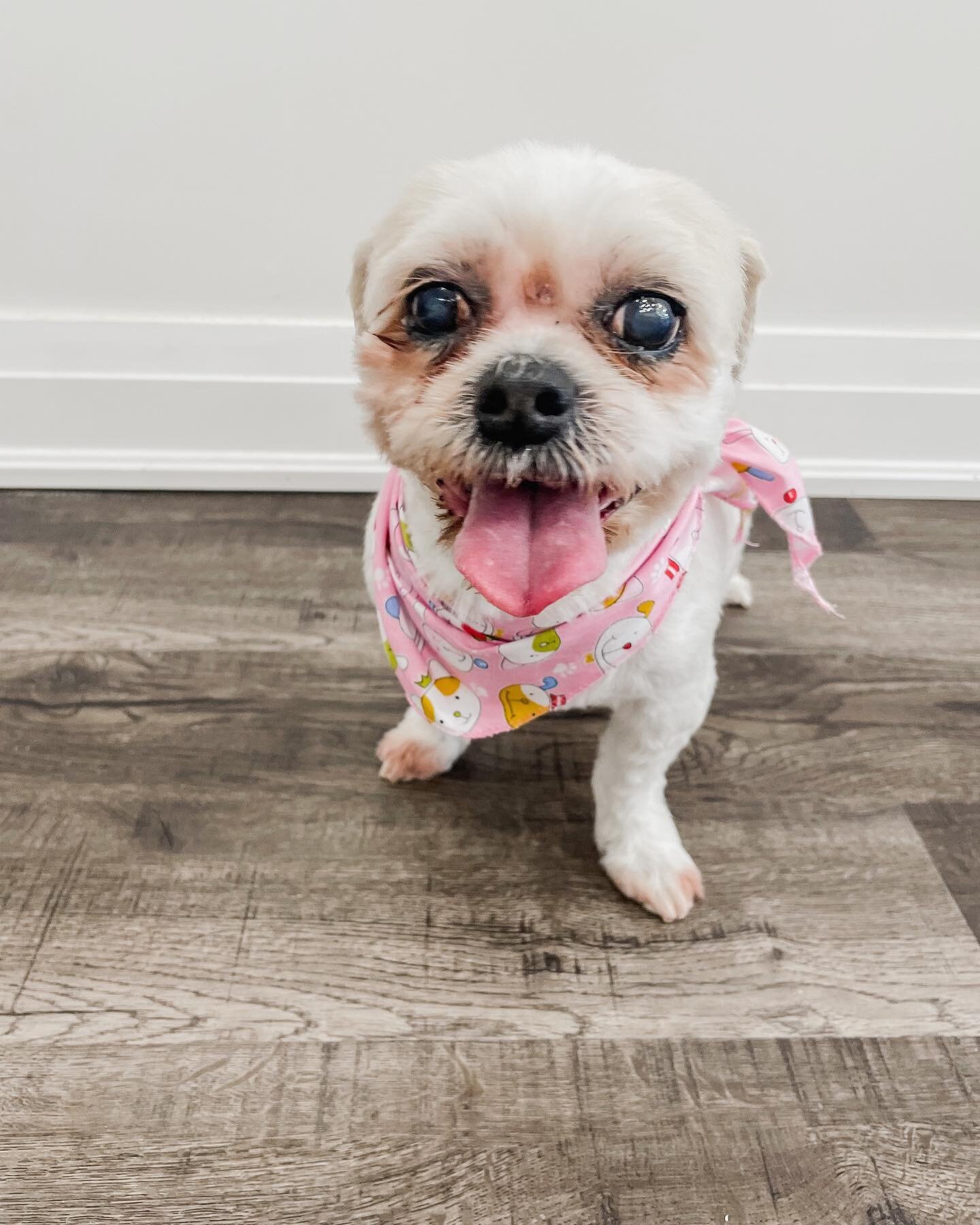 Meet Pippy! She came in for her groom and brought her 2 month old sister, Greta Garbo. 
🐾
Swipe to see some cute pictures of these two and Kaitlyn posing with GG.
