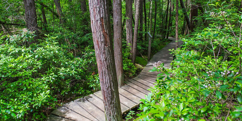 douglas-state-forest(1).jpg