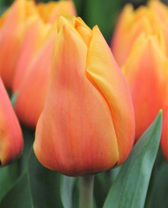 Tulip-Salmon-Lalibela-1.jpg