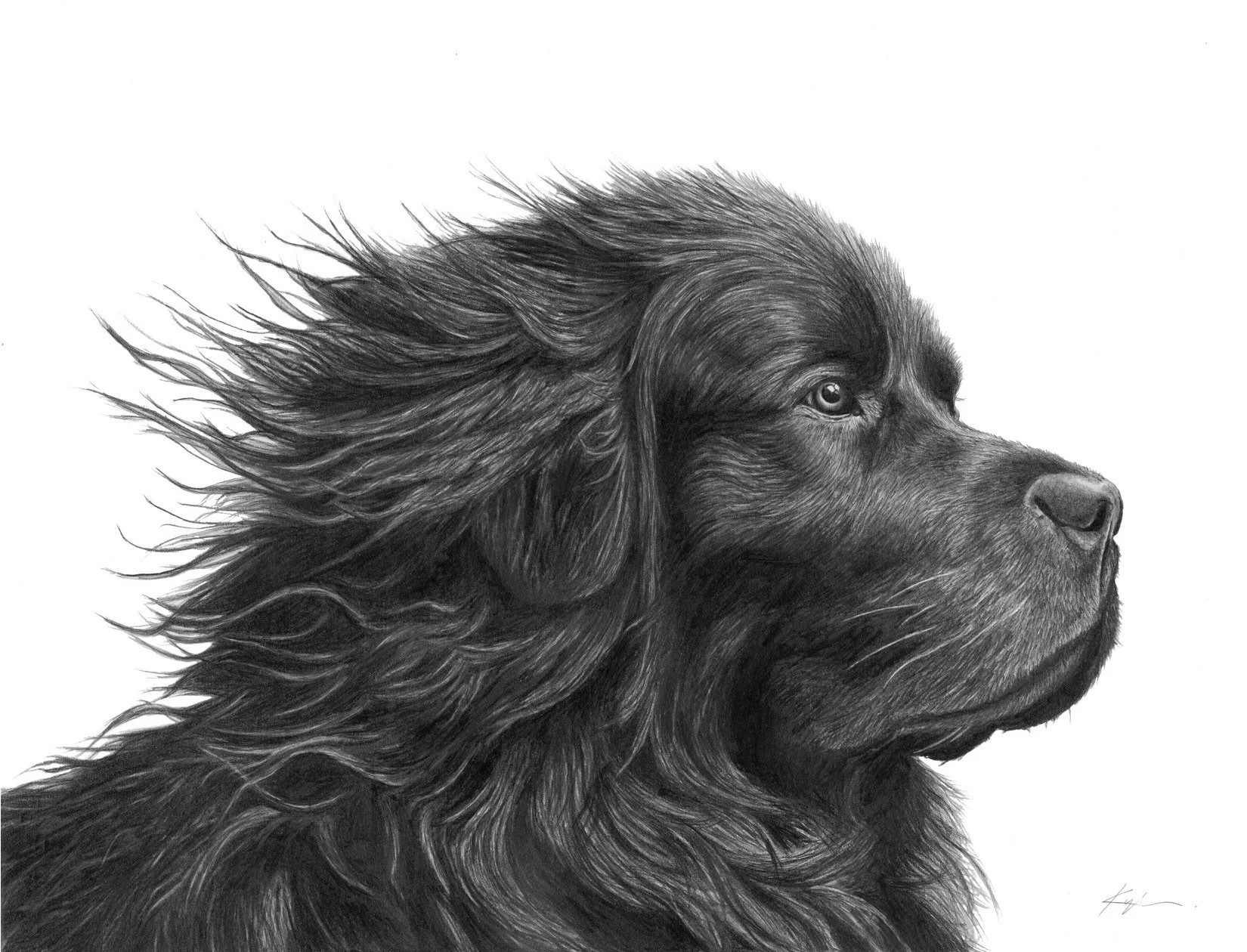 Dog.jpg