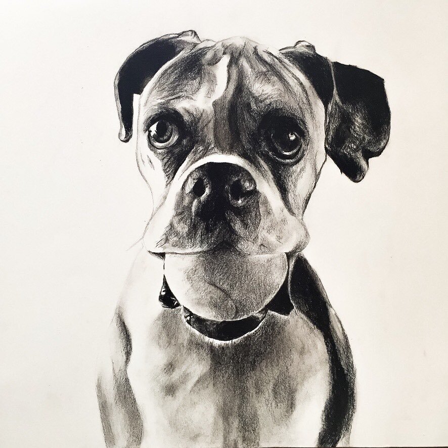 Wanna play ball? Another pet portrait done in pencil on paper. DM me if you would like one of your own! 

Visit my website!  www.kylegalvinart.com 

#dogsofinstagram #ontarioartist #petportrait #pencildrawing #pencilart #artistsoninstagram #doglovers