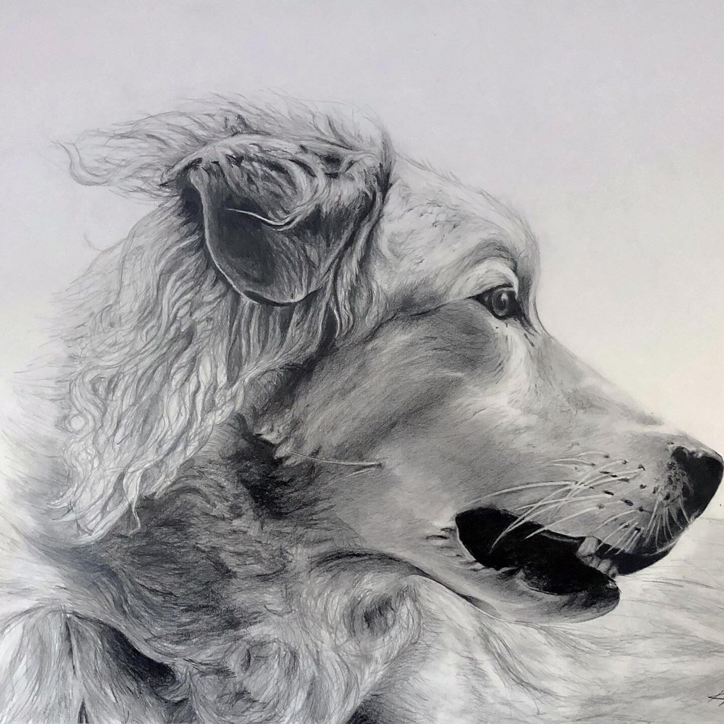 I love doing pet portraits. Pencil on paper. DM me if you want one of your furry friend!

#petsofinstagram #petportrait #portraitdrawing #art #artistsoninstagram #dogsofinstagram #dogportrait #doglovers #draw #pencildrawing #dogproducts #giftideas #o