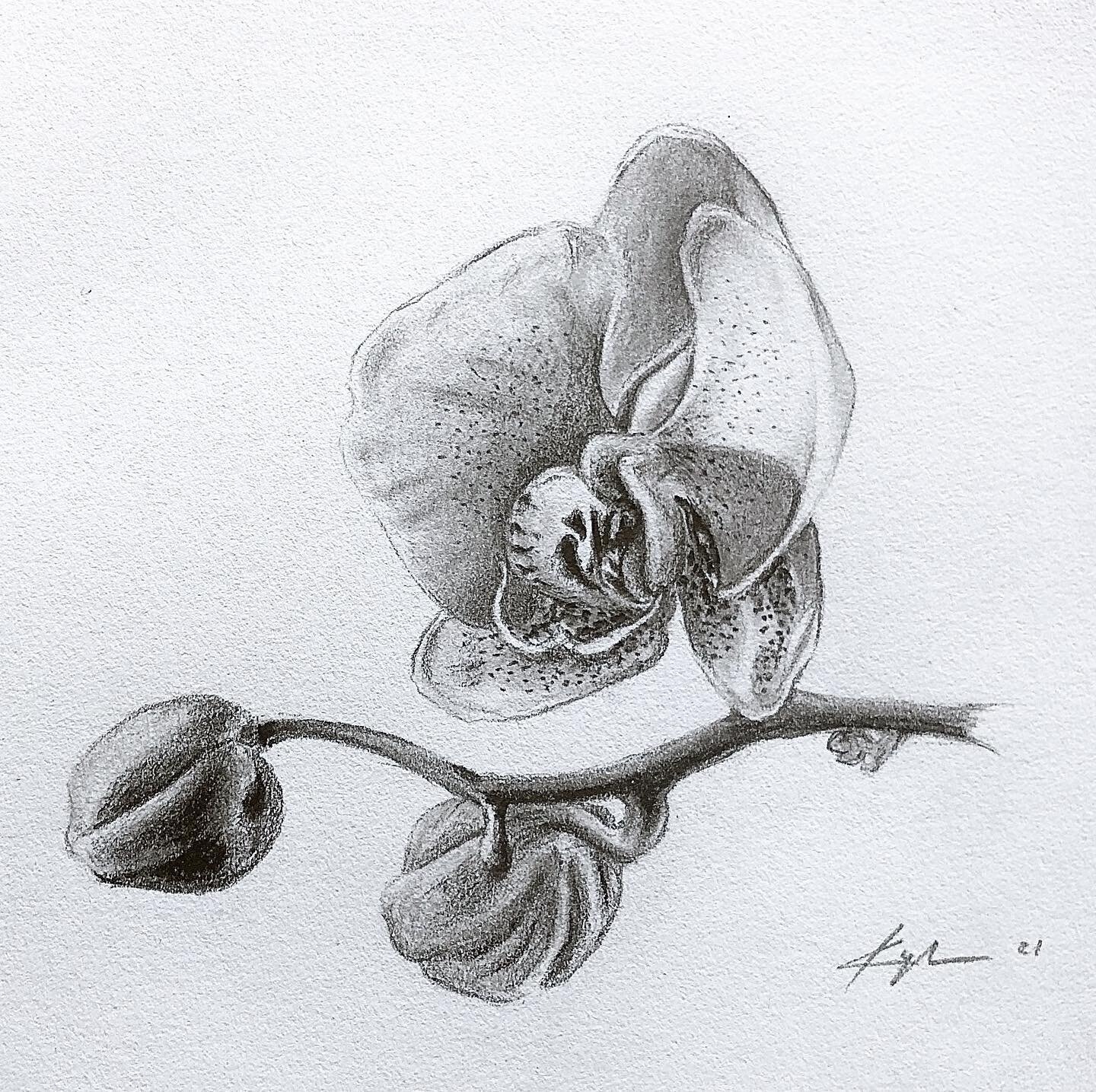 Did you hear about the florist who died in an accident?
Turns out he was an Orchid donor.

#orchid #drawing #drawingoftheday #art #artist #artwork #artoftheday #artistsoninstagram #artists #artistsofinstagram #artlife #artlovers #artstagram #artforsa