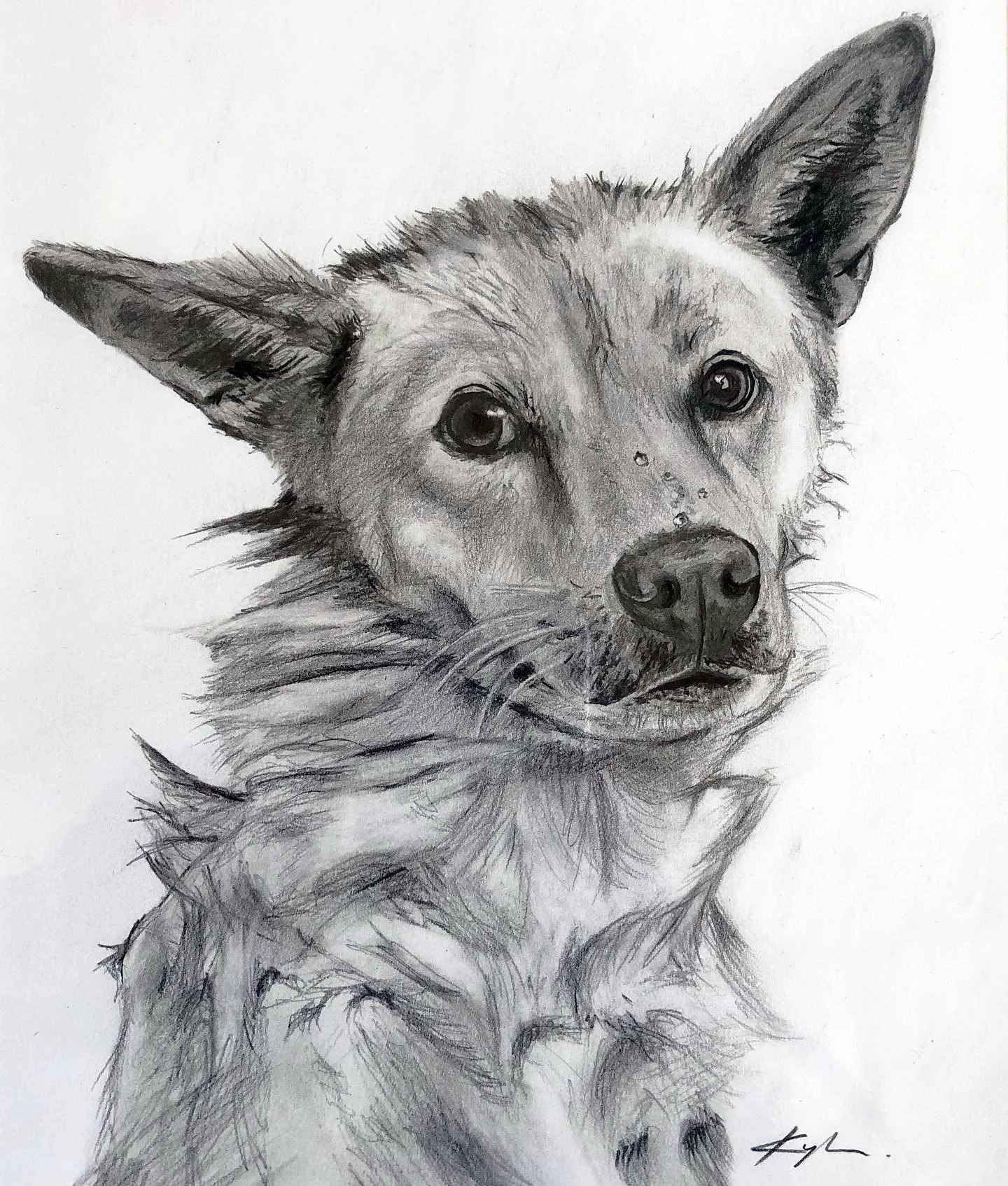 @goodboychingu in the bath after a skunk attack. Pencil on paper. 

#dogsofinstagram #dogportrait #artistsoninstagram #canadianartist #pencildrawing #orilliaartist #dogoftheday #orilliaontario #art #petportrait #portraitdrawing #jindo
