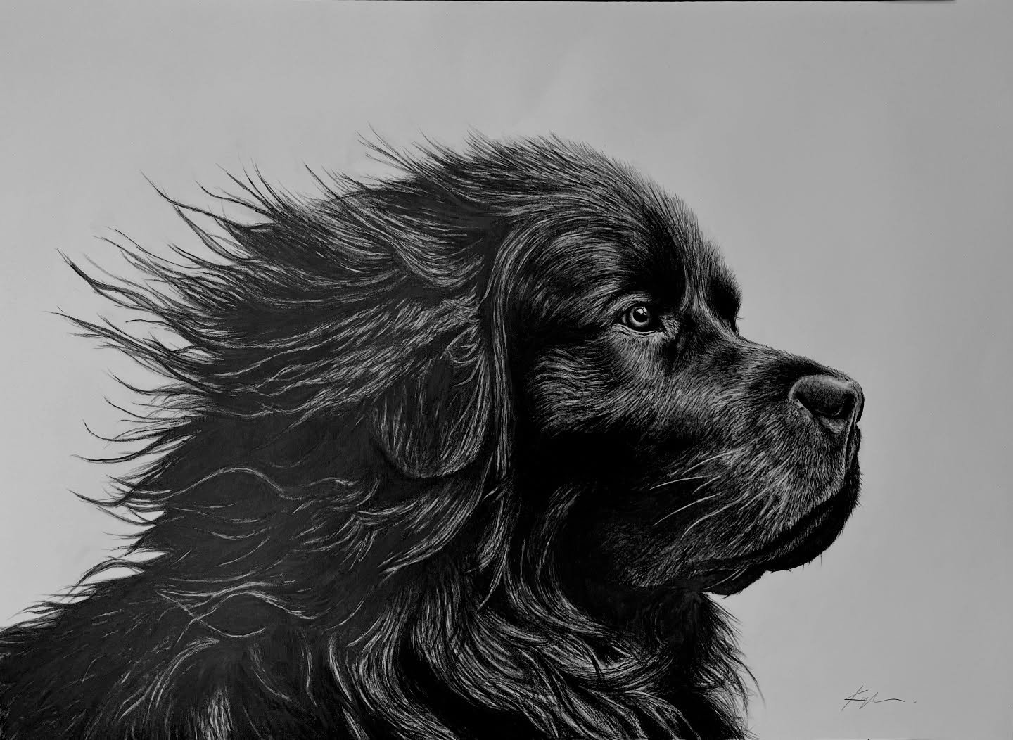 Wind machine: ON.
Ego: majestic.
Drool: respectfully contained. 🌬️🐶

Sneak peek from my upcoming Newfoundland wildlife/animals series &mdash; where everything looks like it just walked out of a storm and into a movie poster. More NL icons coming so
