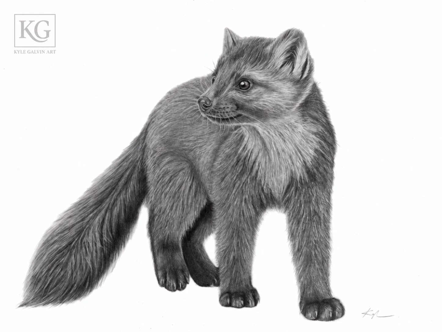 A vicious little cutie. 

Found only on the island of Newfoundland, the Newfoundland pine marten is one of the series&rsquo; smallest and most elusive subjects. Moving quietly through the island&rsquo;s forests, it represents a side of Newfoundland w