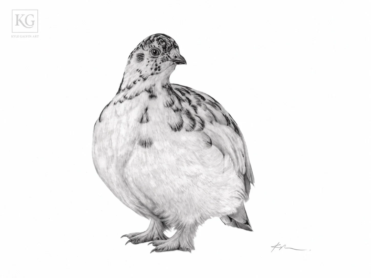 A little bird with a big cultural impact.

Known locally as a partridge, the willow ptarmigan takes dressing for Newfoundland&rsquo;s weather rather seriously. Its feathers change from mottled summer browns to winter white, helping it blend into the 