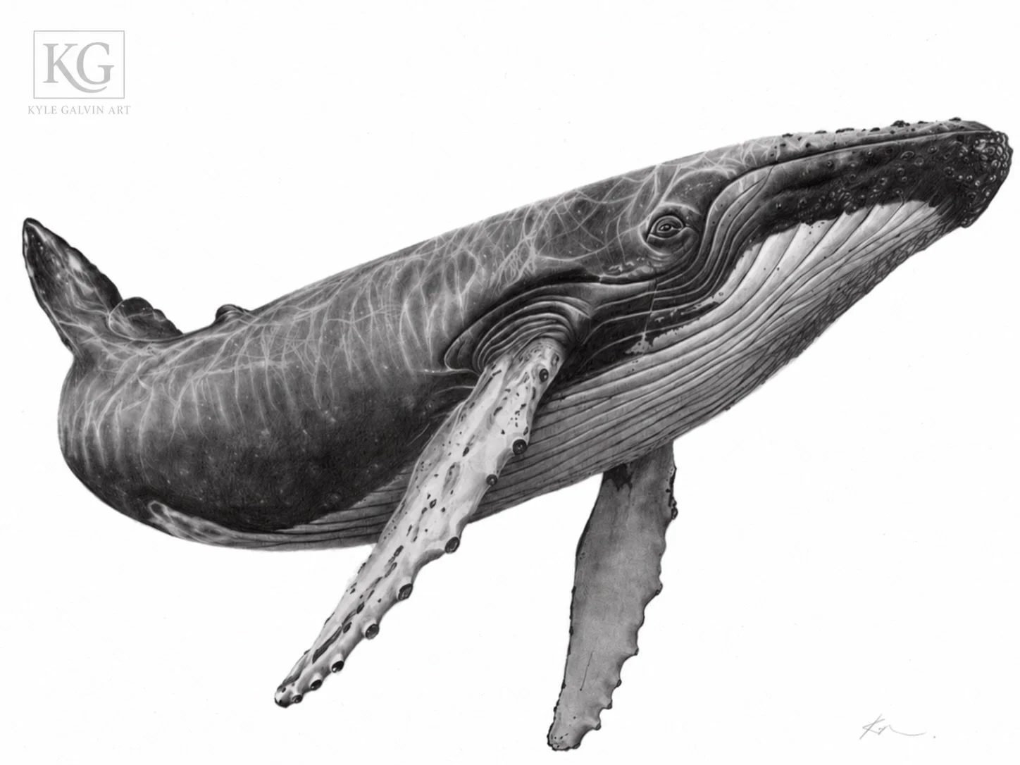The next in the series is the humpback whale. 

Each summer, humpback whales return to the waters surrounding Newfoundland, drawn by the rich feeding grounds of the North Atlantic. Their breaches and sweeping tails turn a quiet afternoon along the co