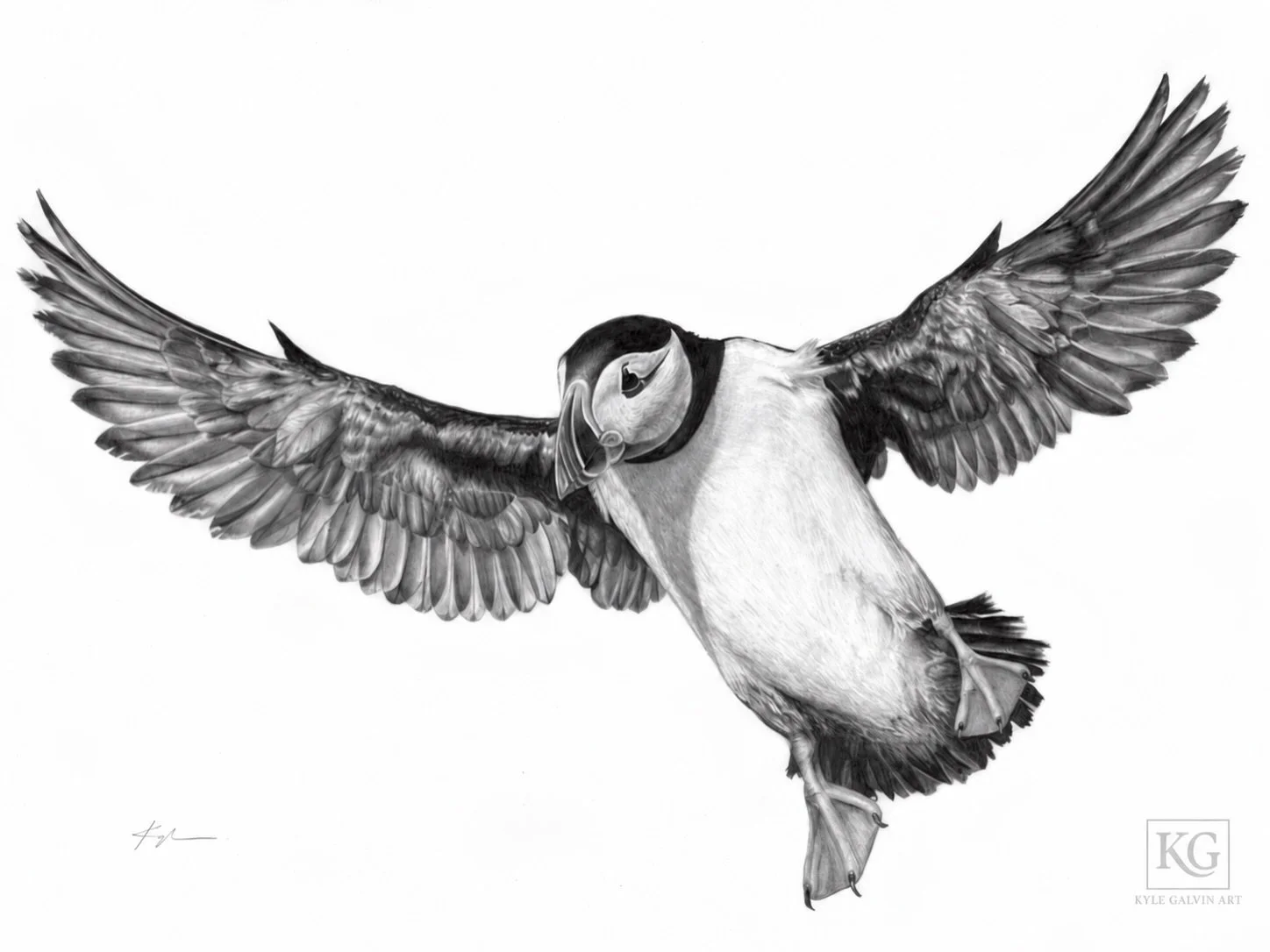 Now that the exhibition is up, I am proud to start sharing the full collection. First up is the Atlantic Puffin.

Bright-billed and unmistakable, the Atlantic puffin has become one of Newfoundland and Labrador&rsquo;s most familiar symbols. Each year