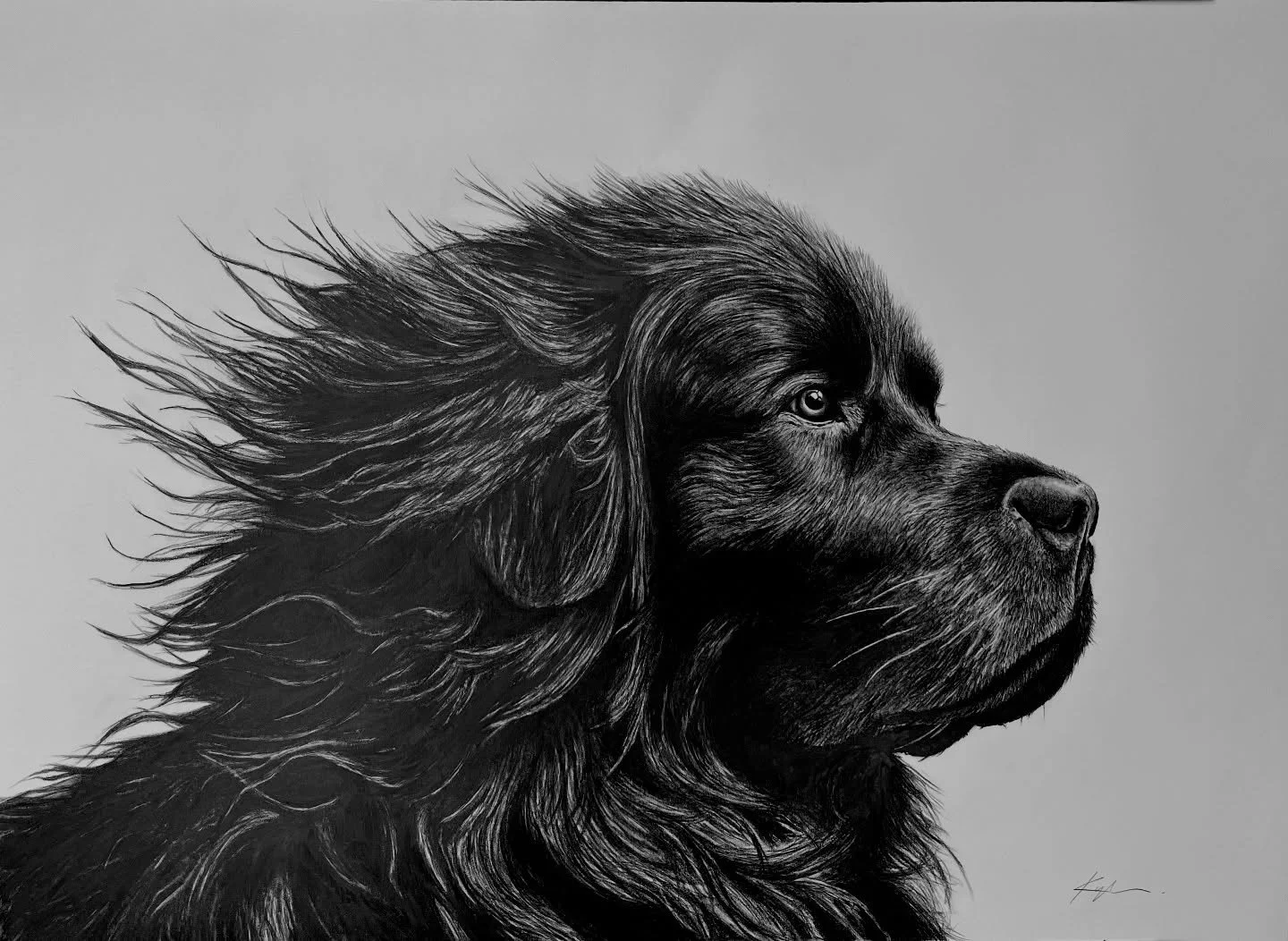 Wind machine: ON.
Ego: majestic.
Drool: respectfully contained. 🌬️🐶

Sneak peek from my upcoming Newfoundland wildlife/animals series &mdash; where everything looks like it just walked out of a storm and into a movie poster. More NL icons coming so