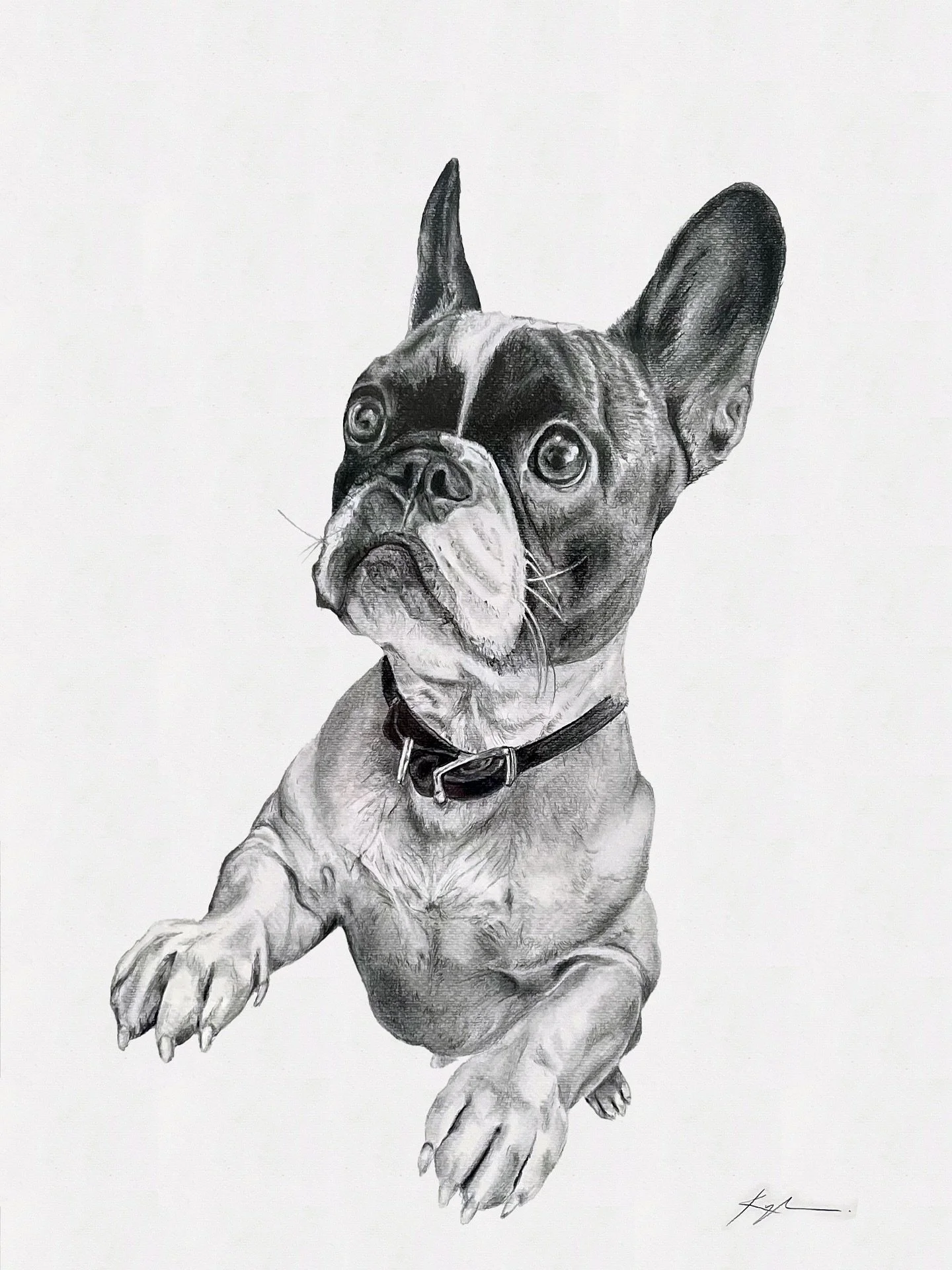 Meet Bruce Wayne, he wants you to get the ball from under the couch please. #PencilPetPortrait #FrenchiePortrait #CustomDogDrawing #GraphitePetArt #FrenchBulldogDrawing #PetPortraitInPencil #SmushFaceArt #KyleGalvinArt #CanadianPetArtist #Newfoundlan