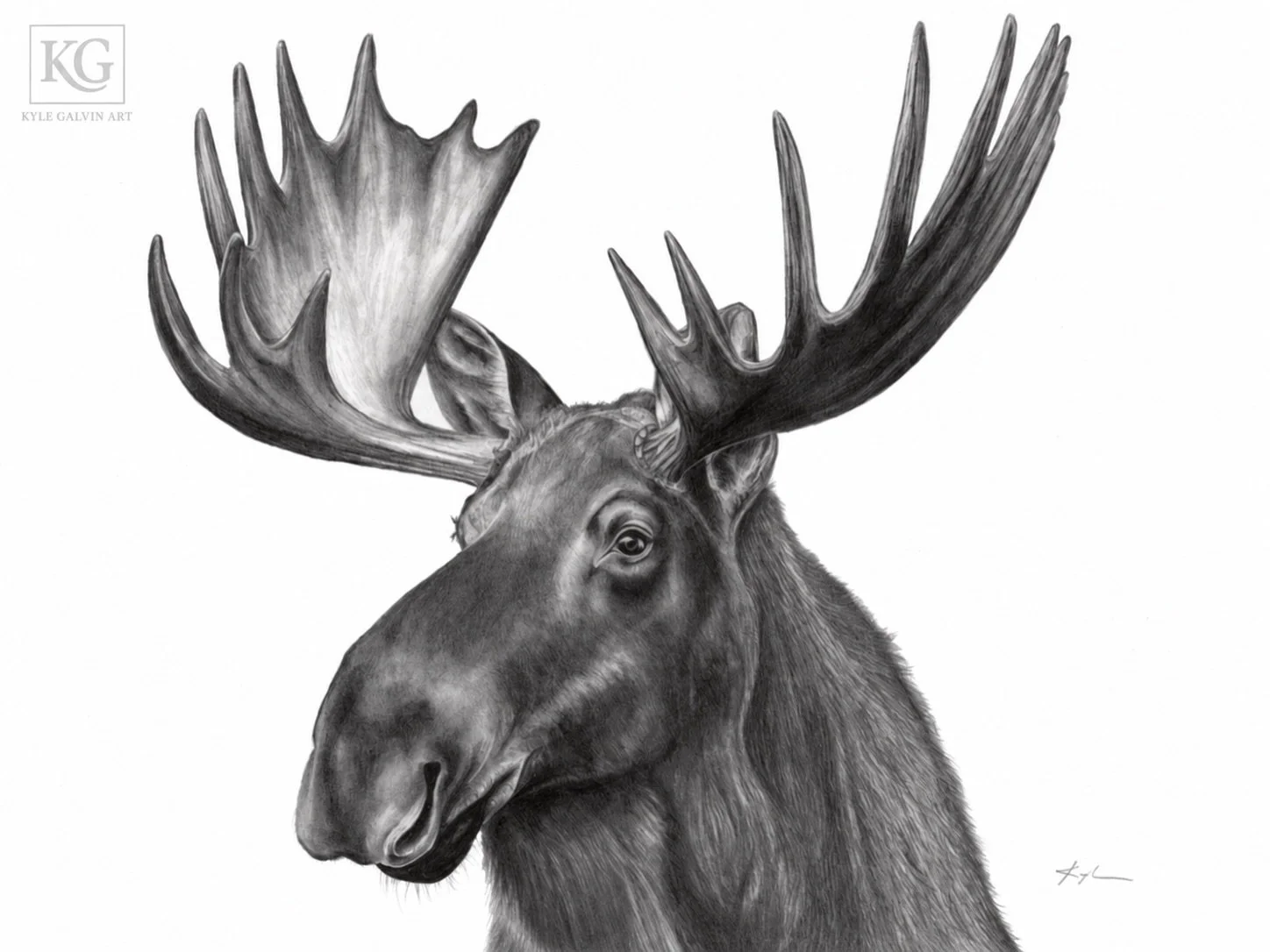 The next in the series is the Eastern Moose. 

For an animal that arrived from away, the eastern moose has made quite a big impression. Introduced from the mainland, it has become woven into Newfoundland&rsquo;s landscapes and traditions.

That broad