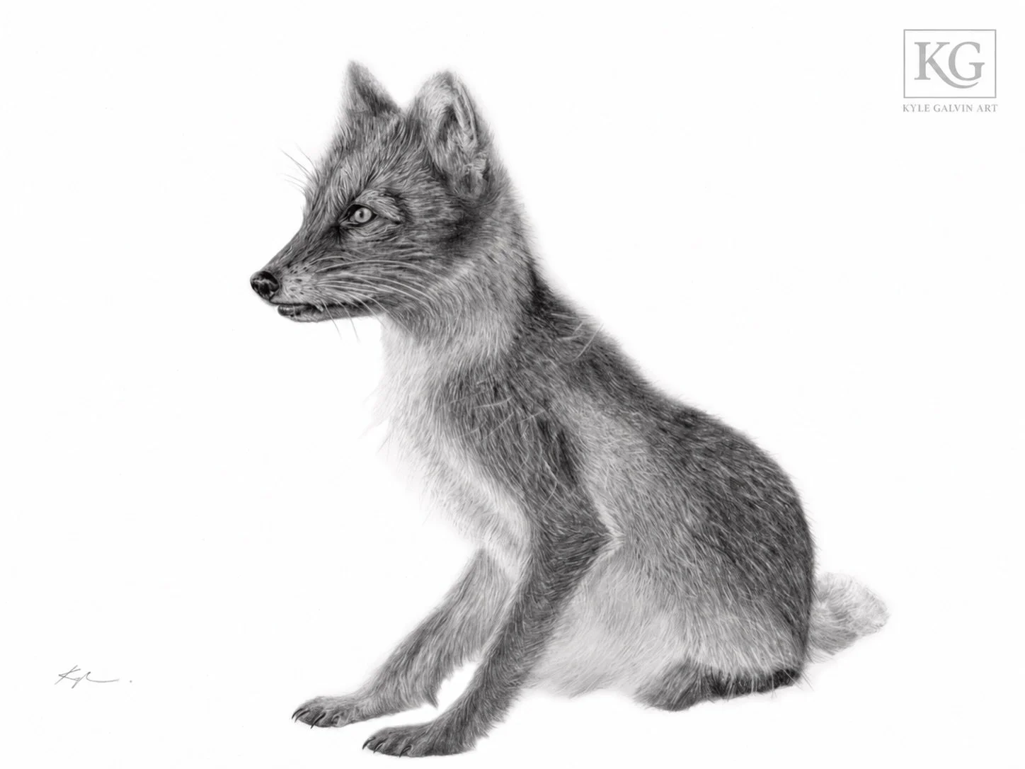 The next in the series is the Red Fox. 

Sometimes, a glimpse of a red fox is all it takes to come home with a tale to tell. Native to the island, it makes its home everywhere from coastal headlands and open barrens to forests and the edges of commun