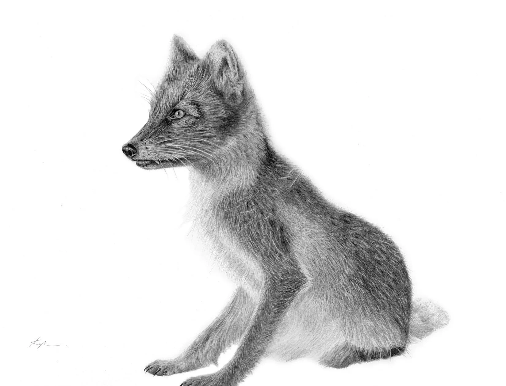 Red Fox