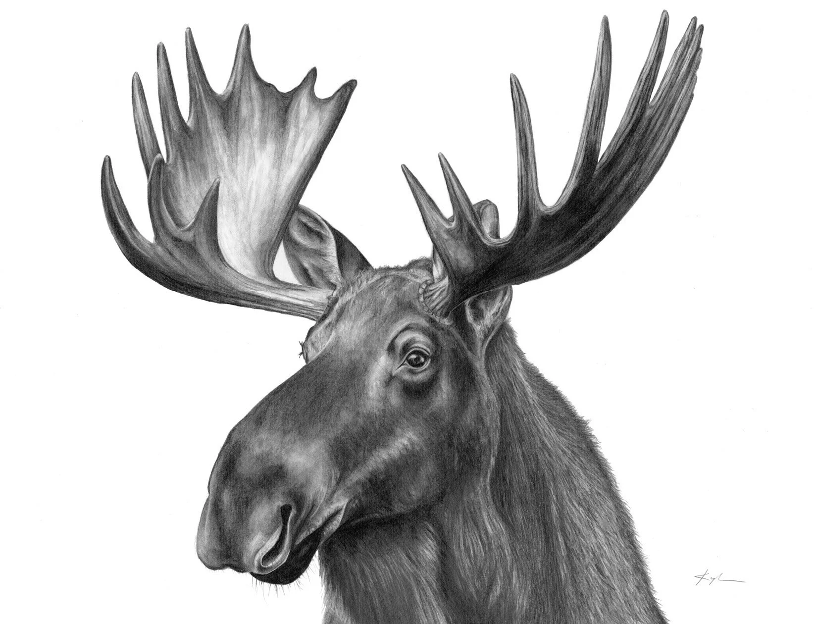 Eastern Moose