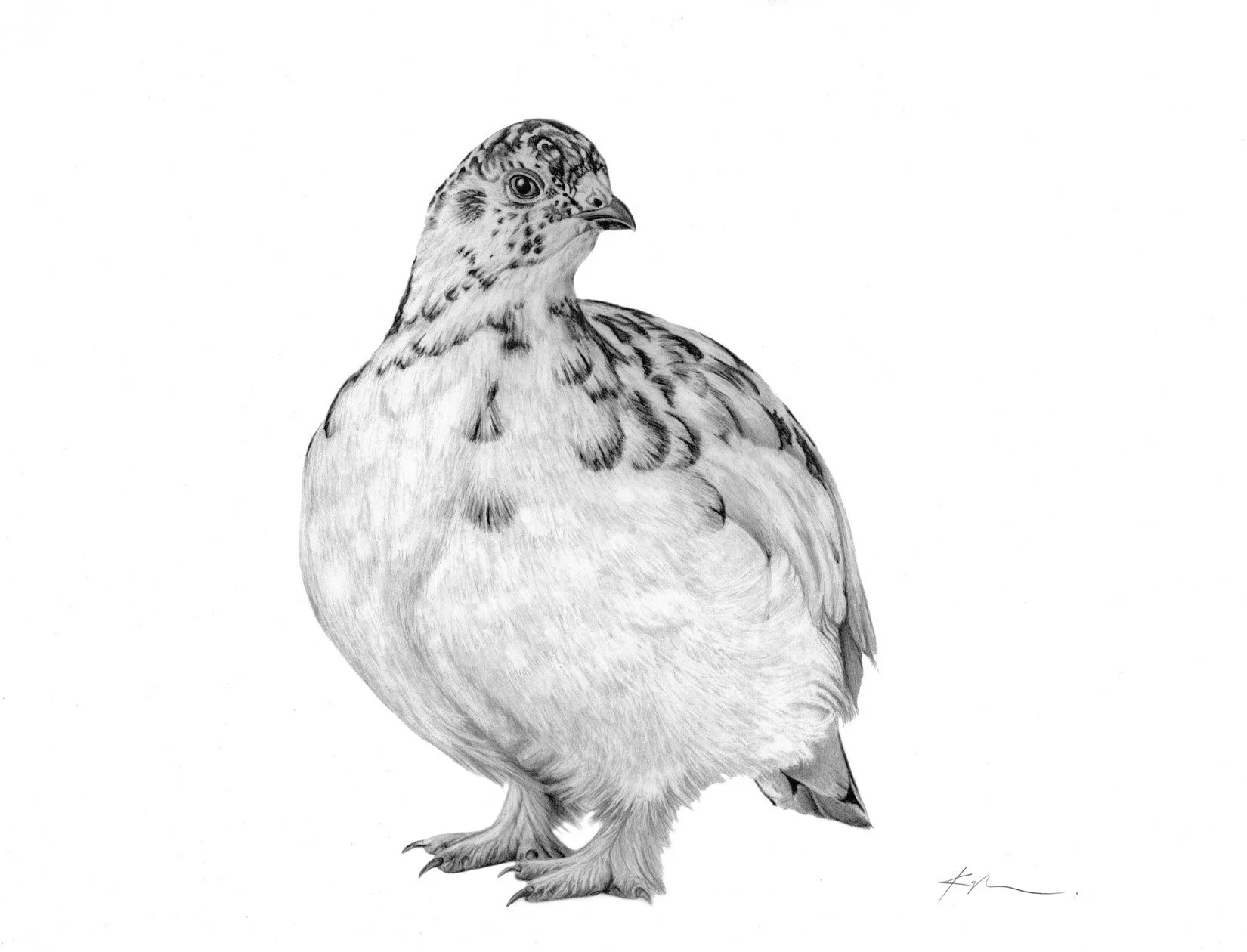 Willow Ptarmigan