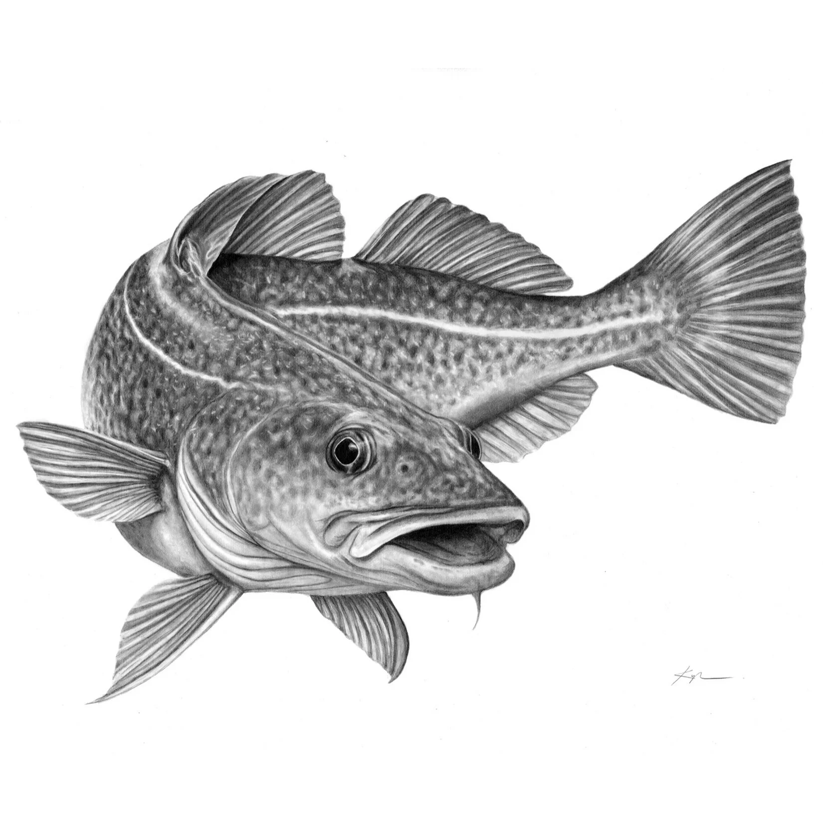 Atlantic Cod