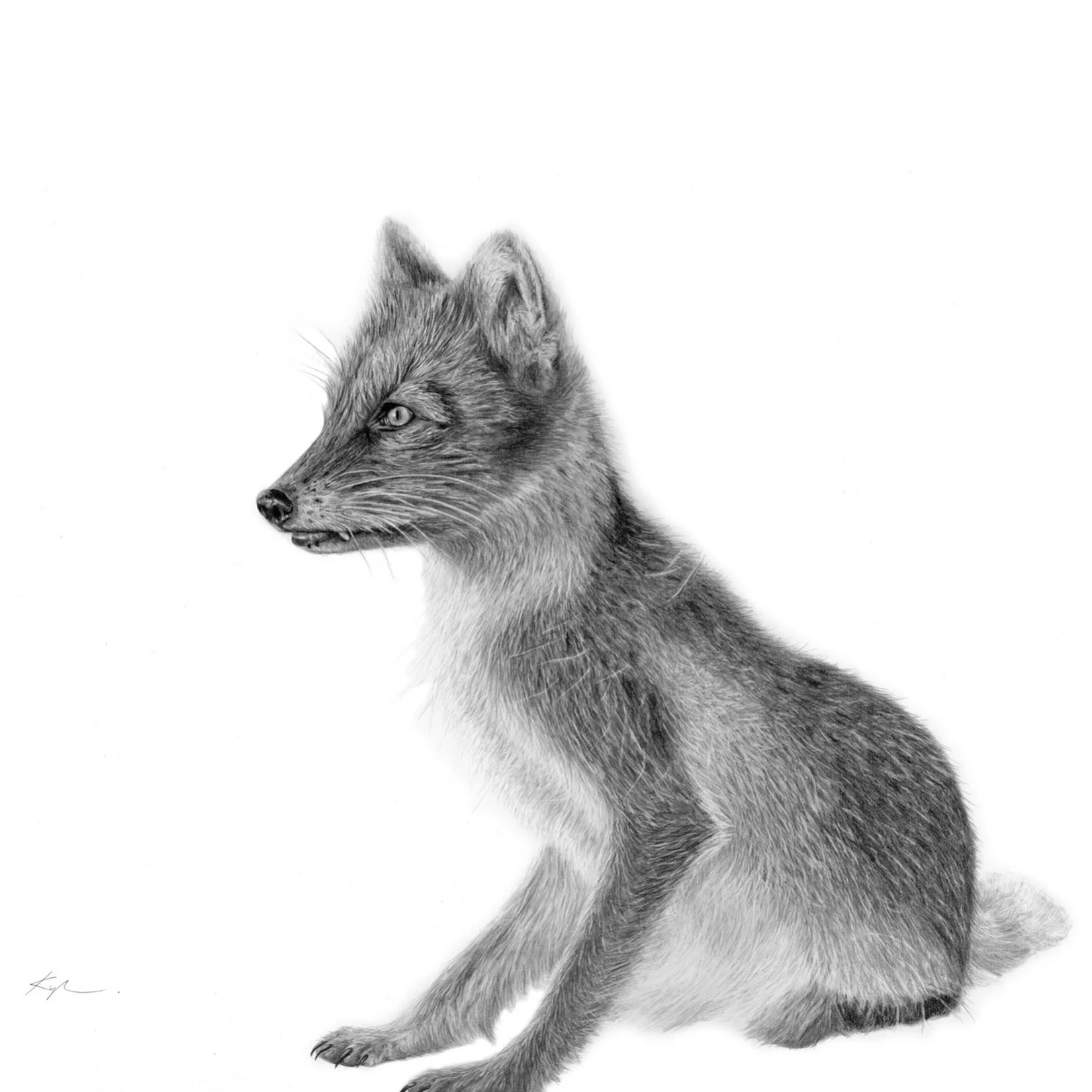 Red Fox
