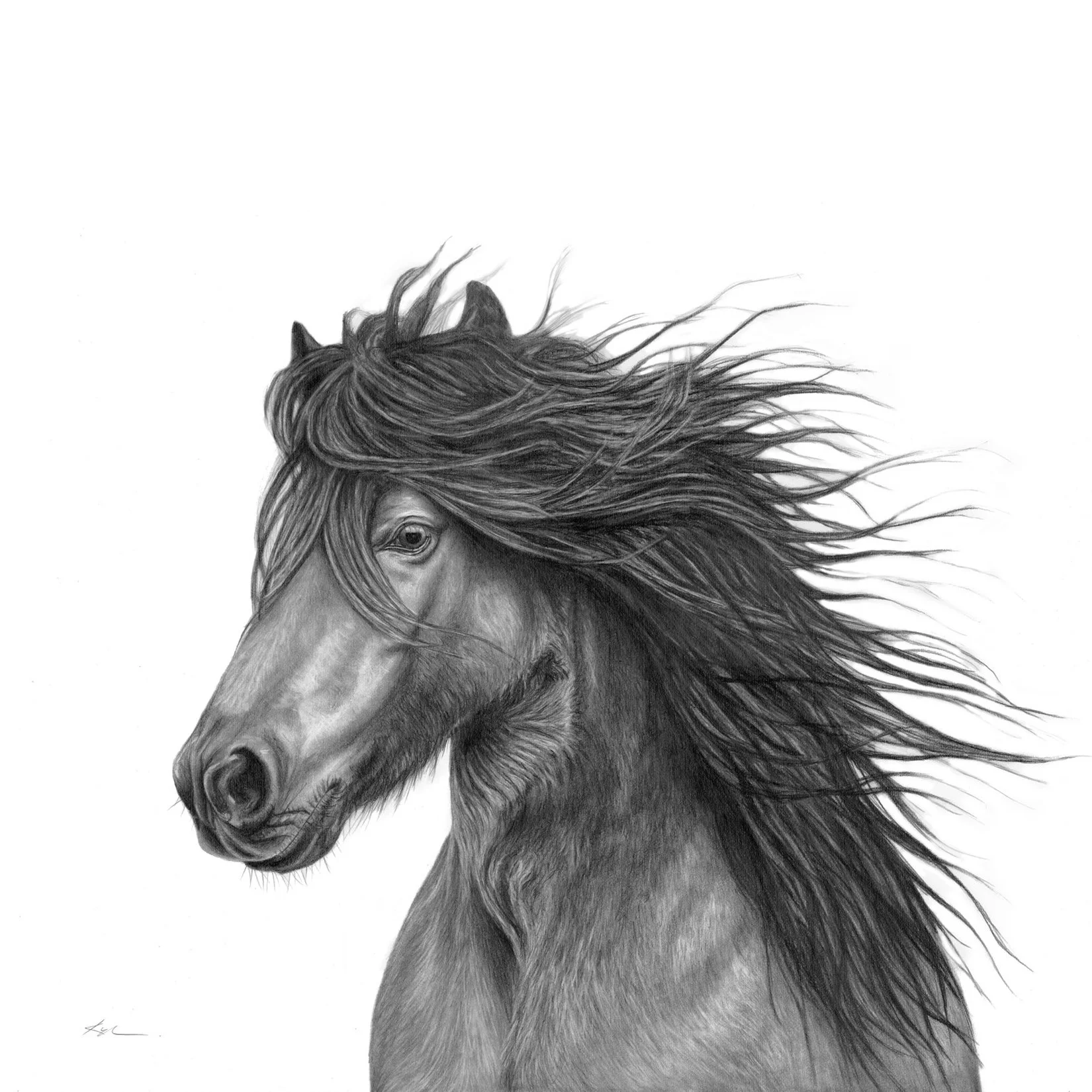 Newfoundland Pony