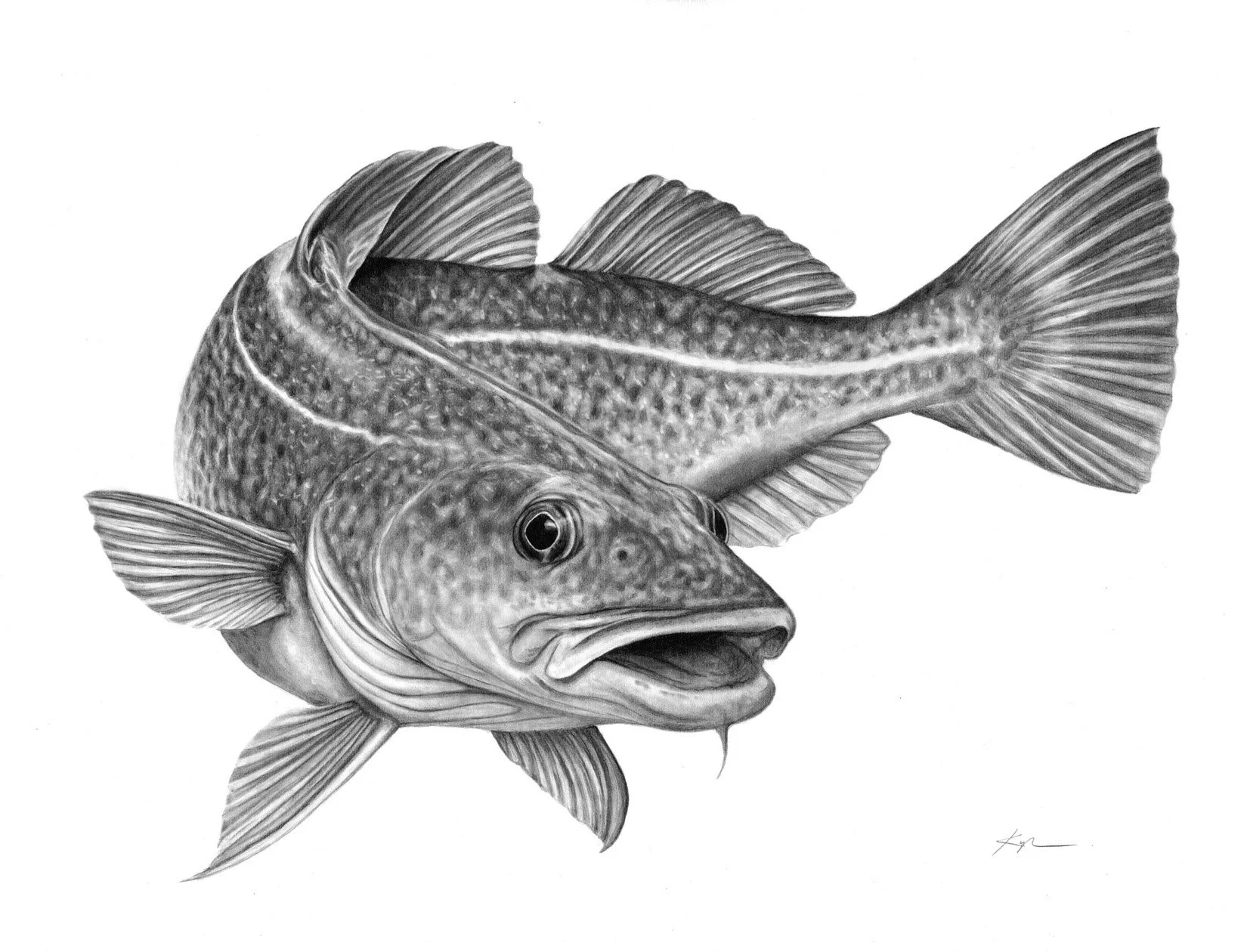 Atlantic Cod