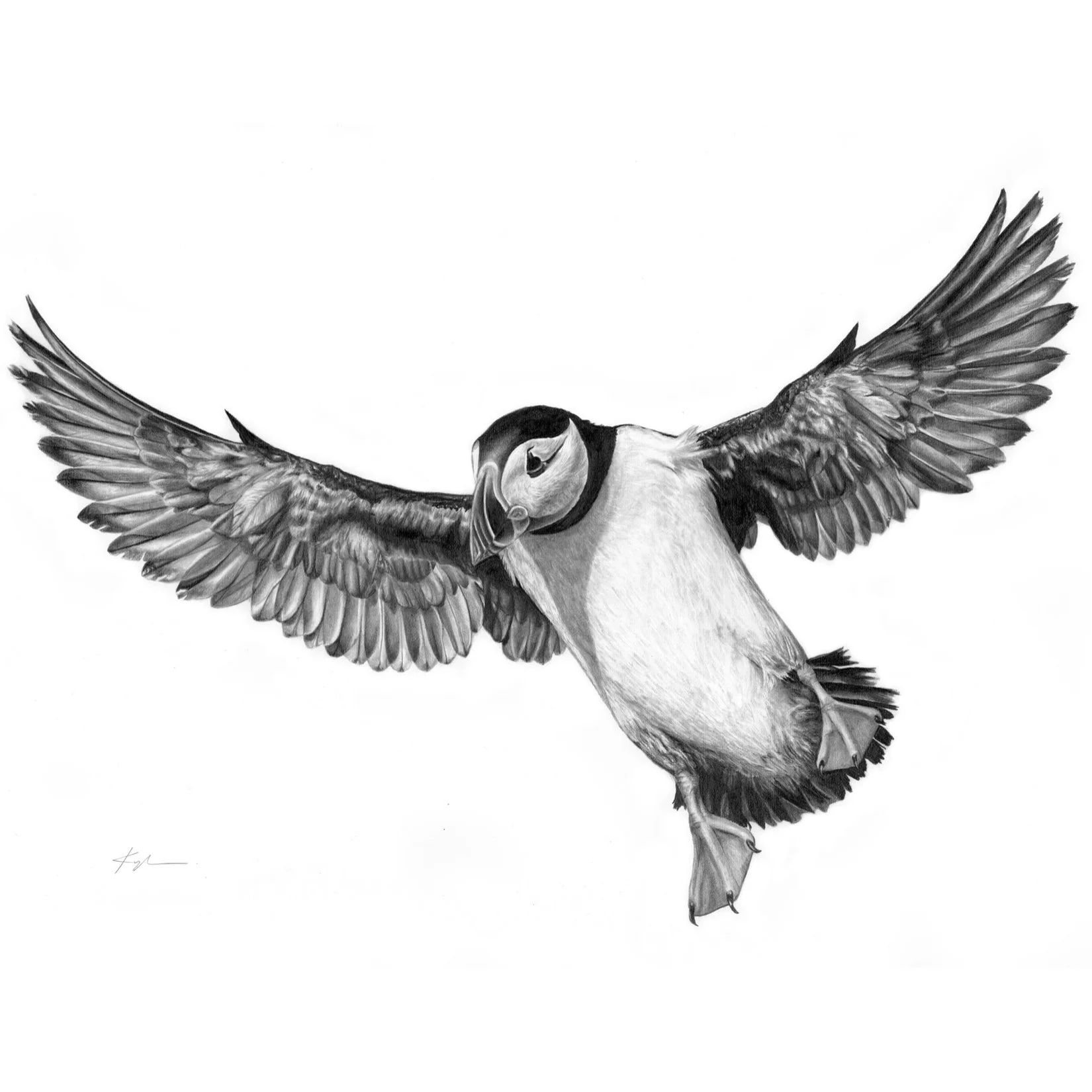 Atlantic Puffin