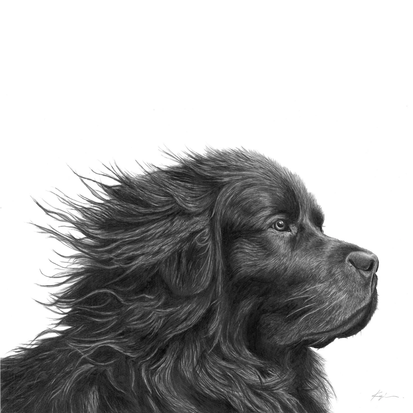 Newfoundland Dog