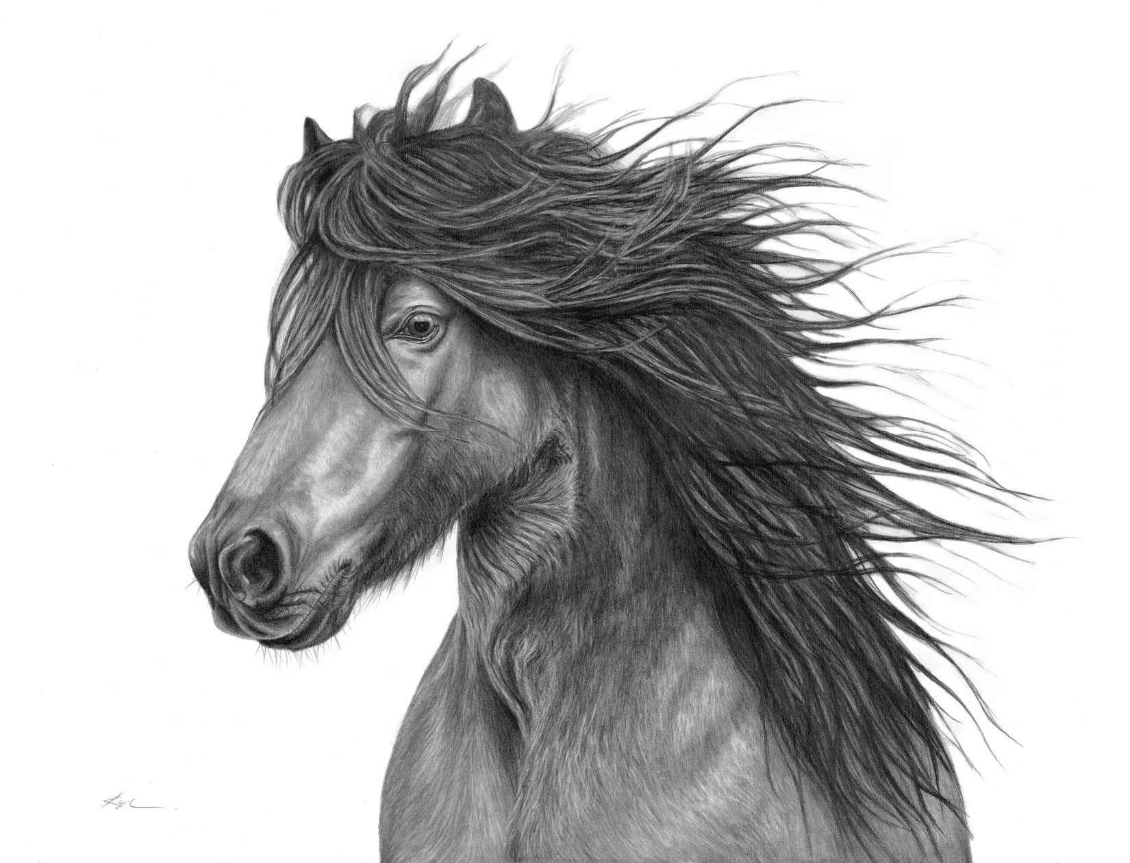 Newfoundland Pony