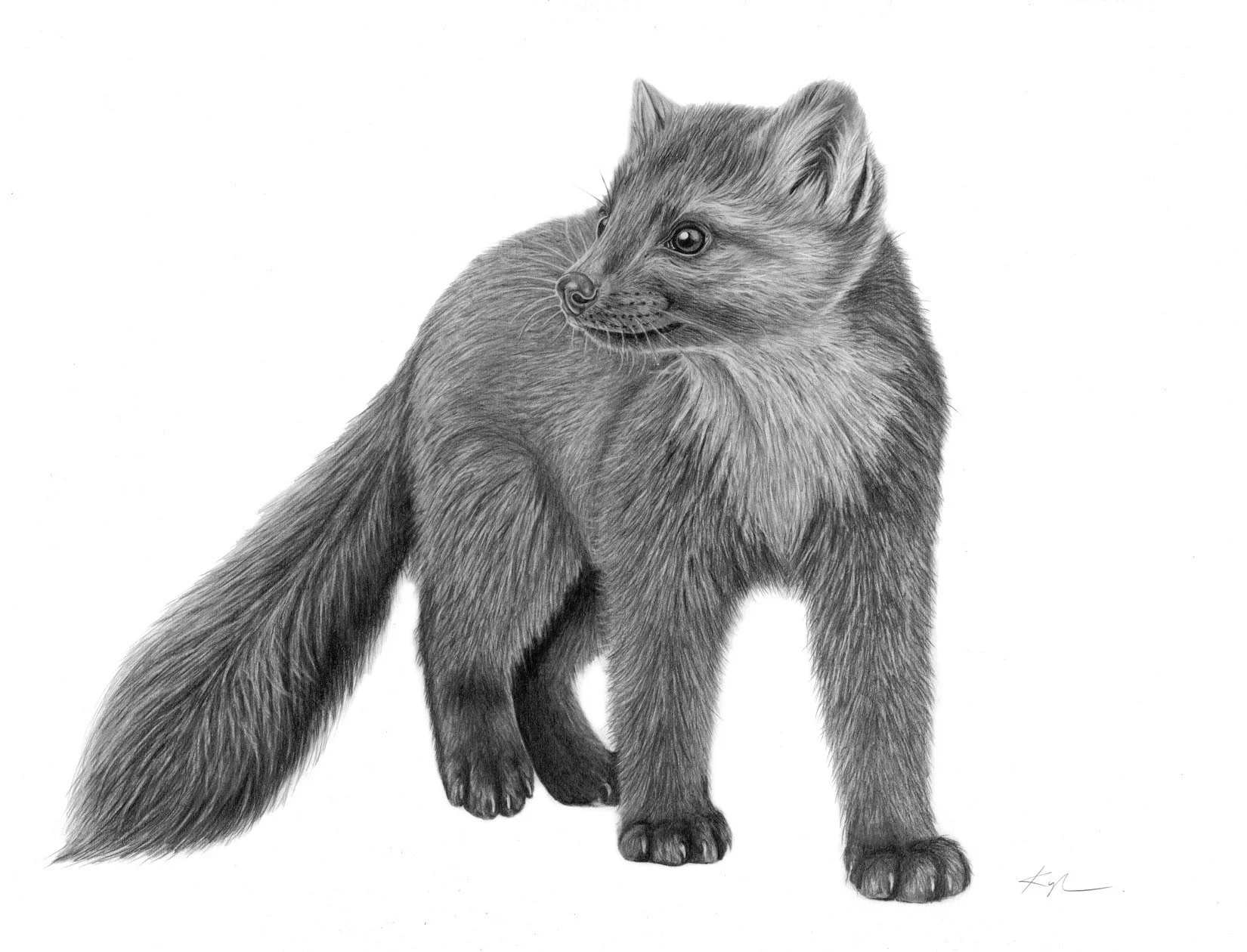 Newfoundland Pine Marten