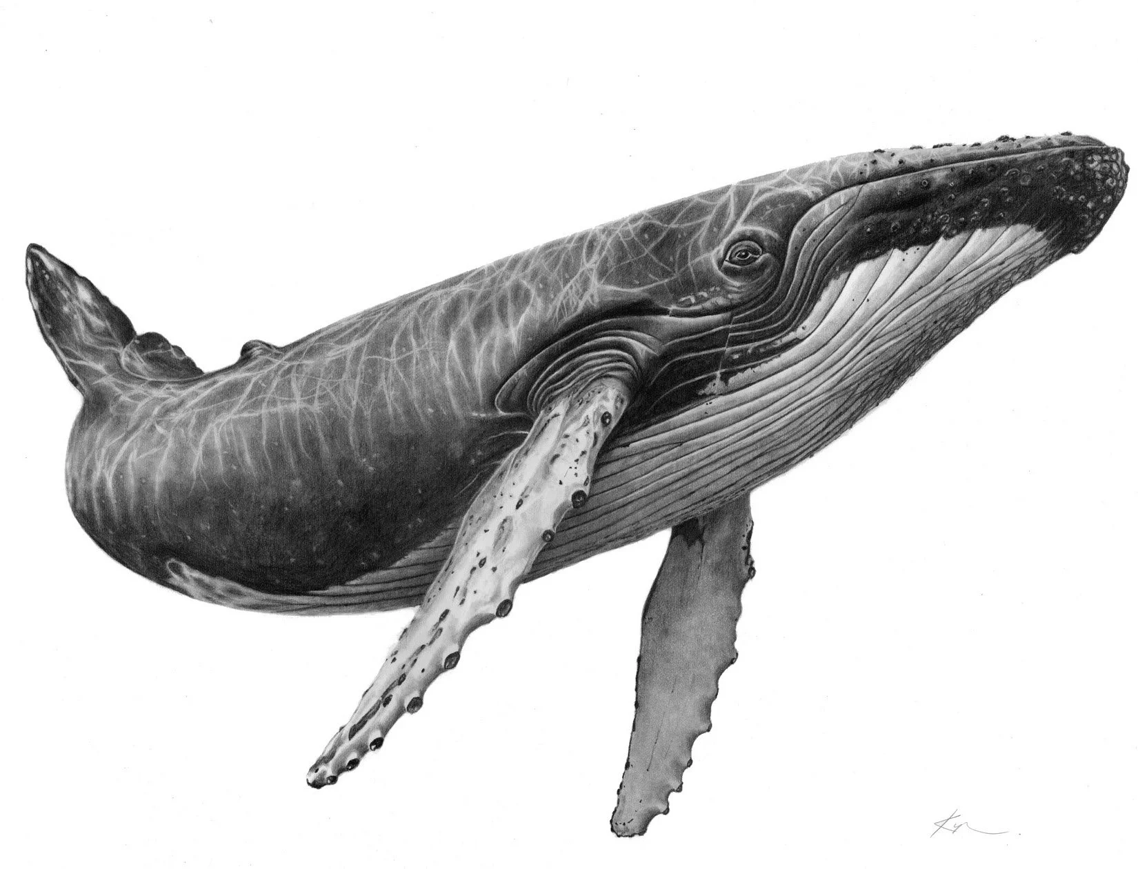 Humpback Whale