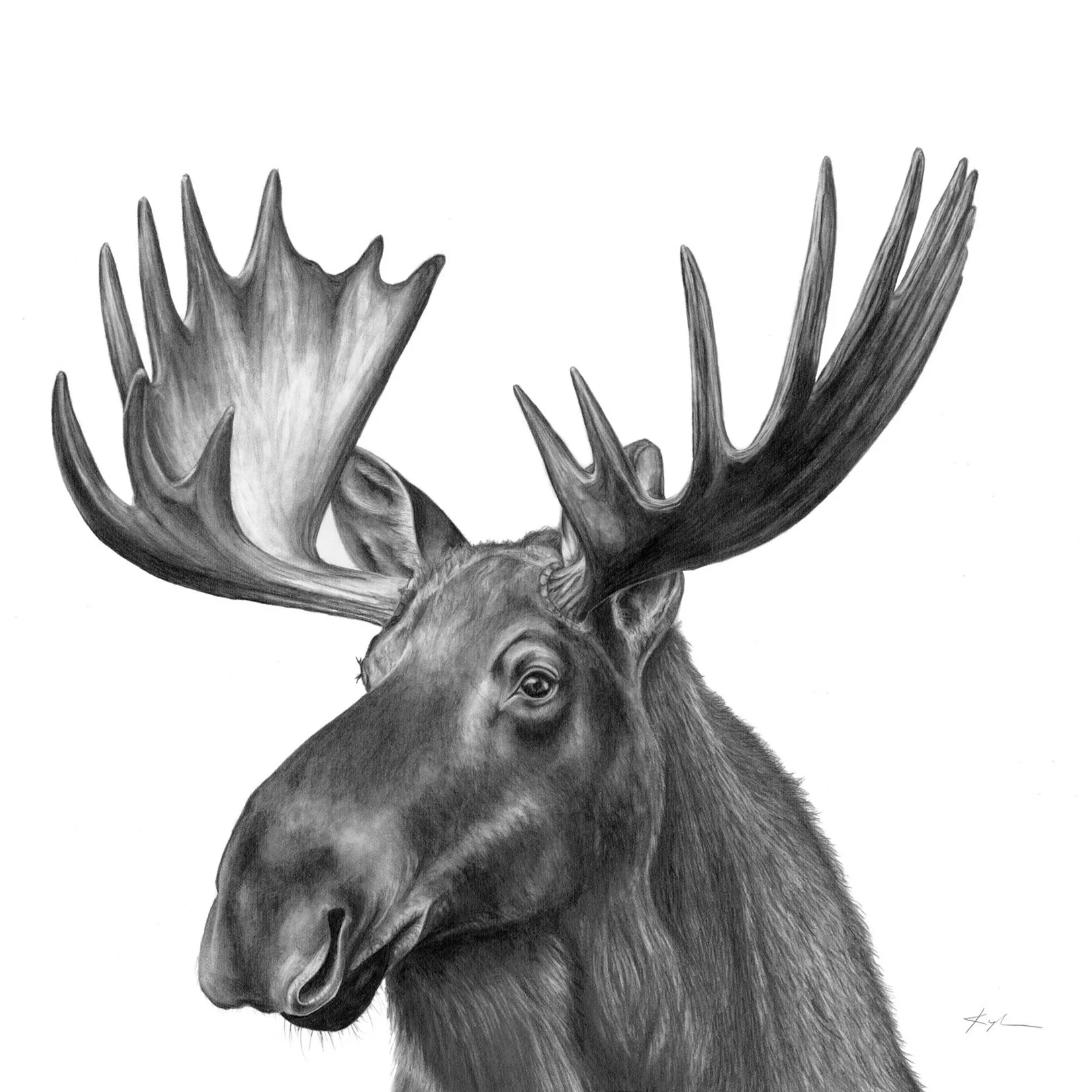Eastern Moose