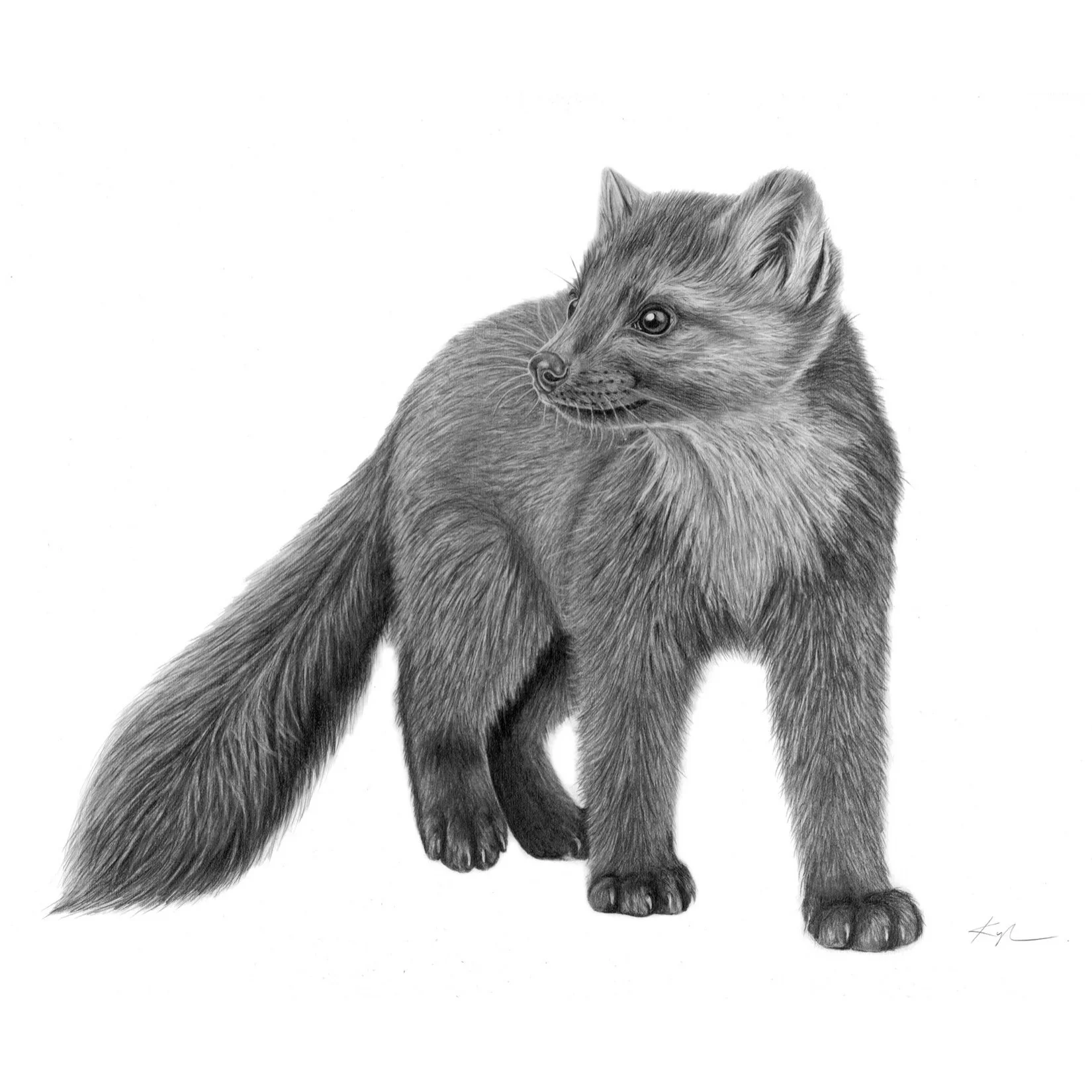 Newfoundland Pine Marten