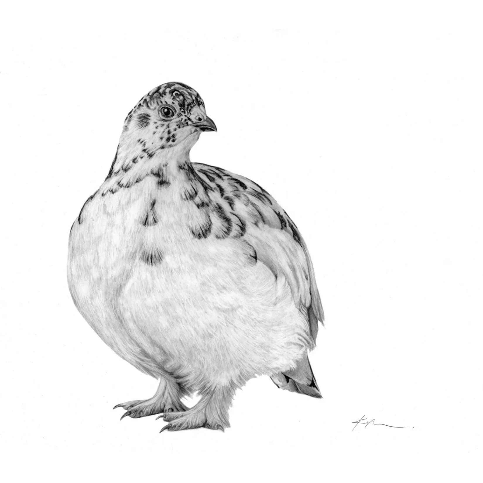 Willow Ptarmigan