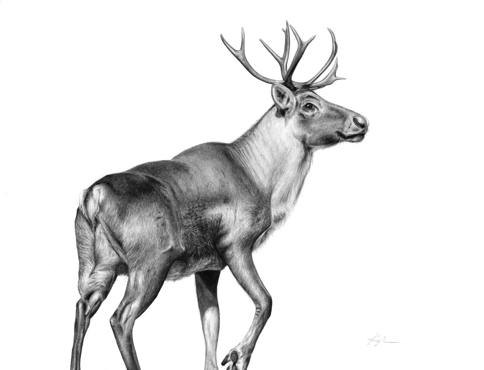 Woodland Caribou