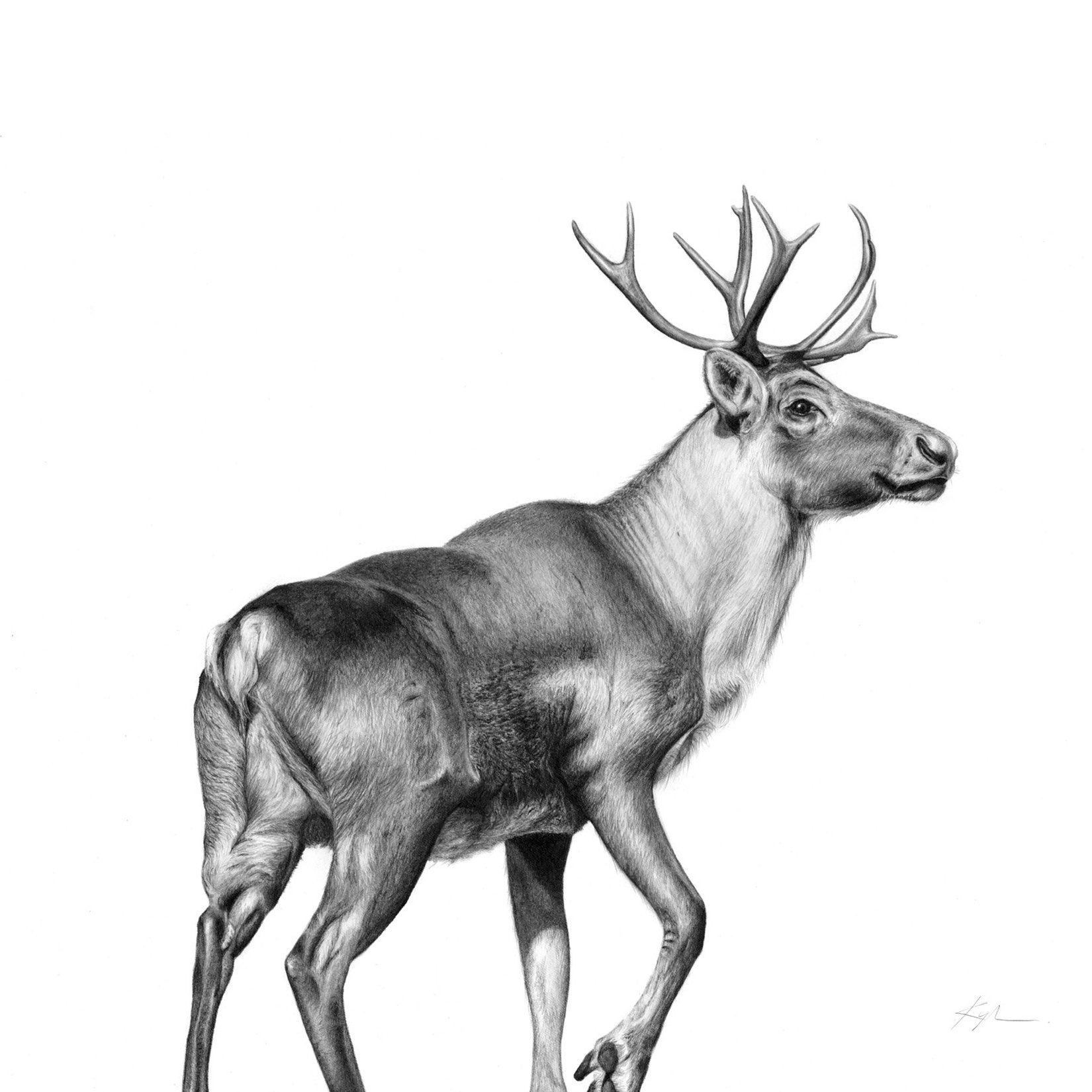 Woodland Caribou