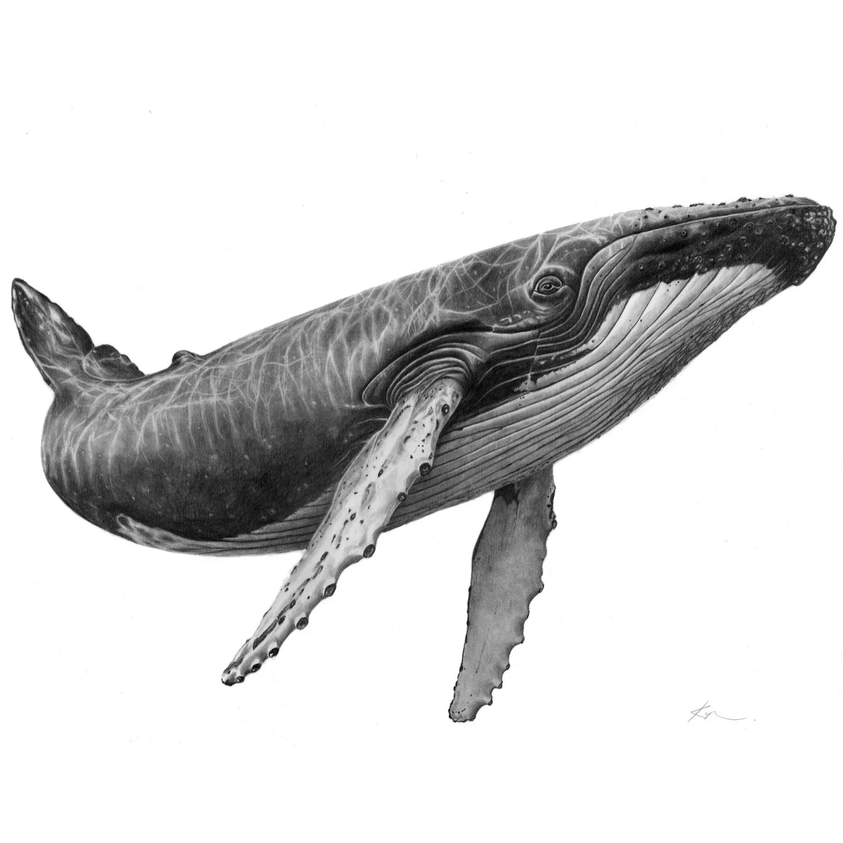 Humpback Whale