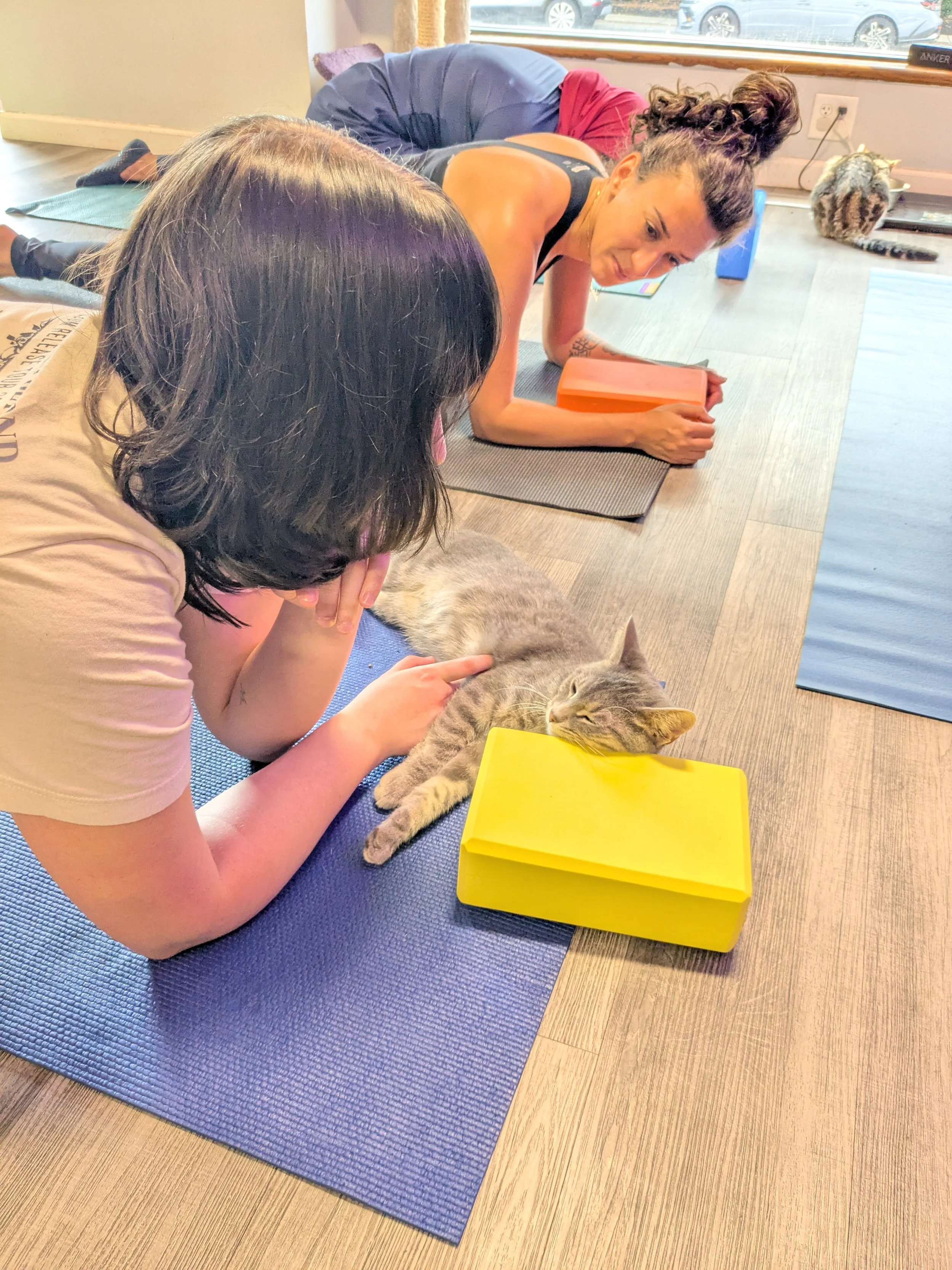 The Cat Lady Cafe