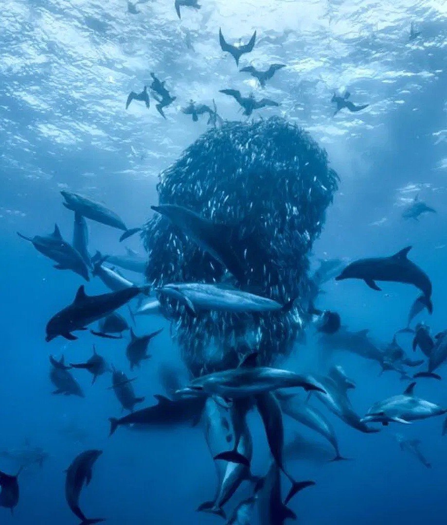 Ocean with David Attenborough