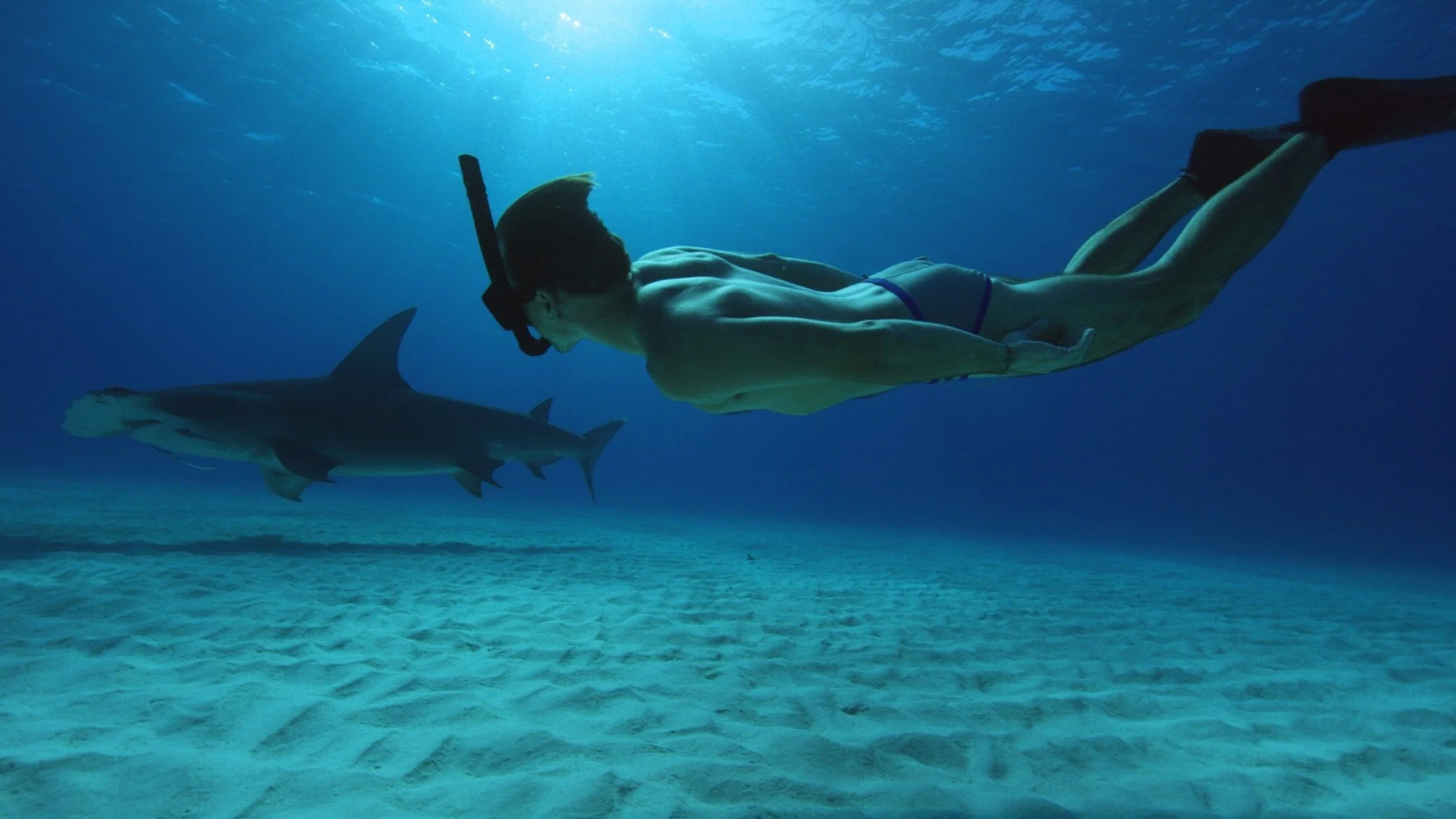 Sharkwater Extinction.jpeg