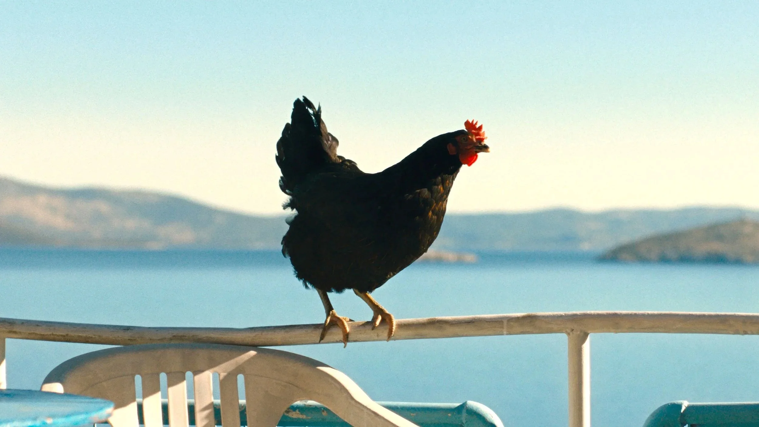 Hen