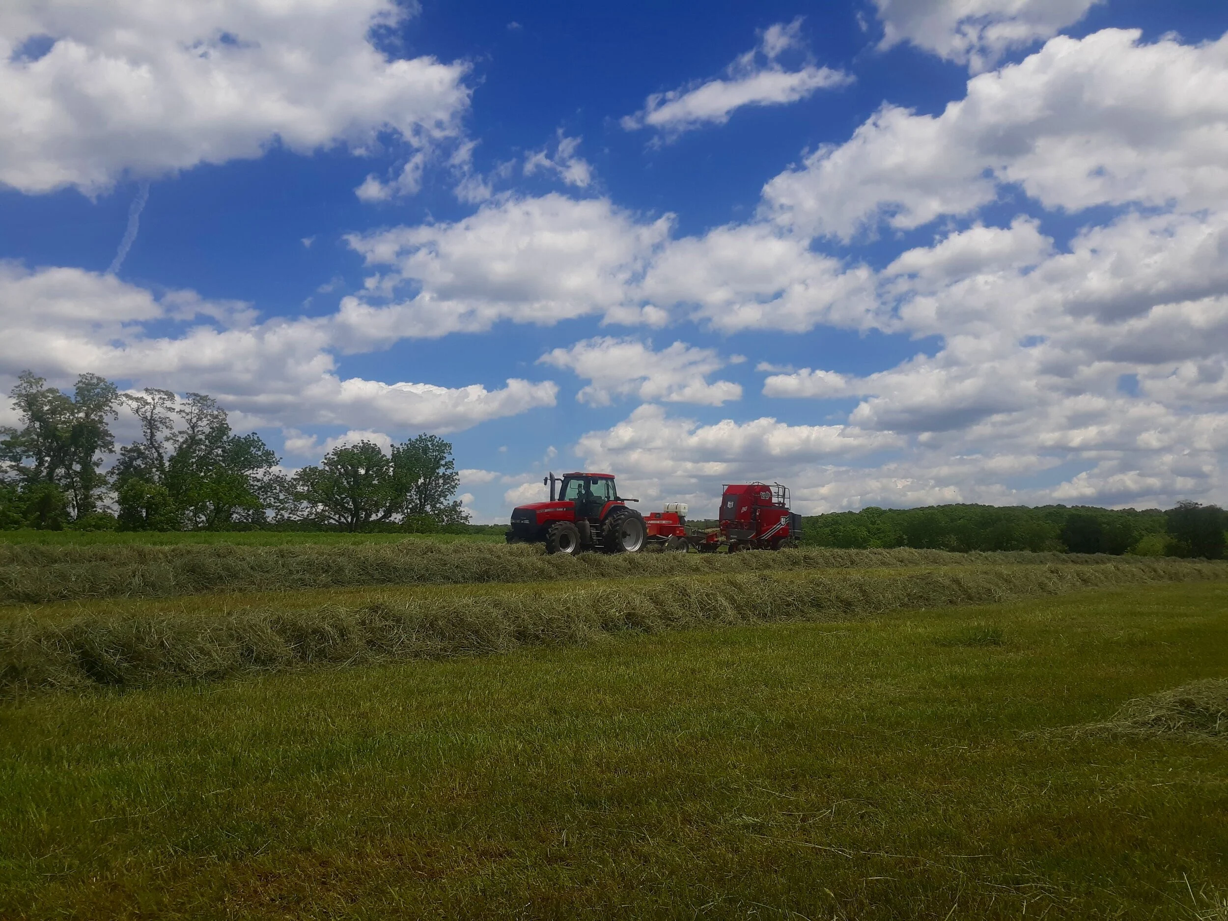 Fall Flowers, Horse Hay & Wheat Straw for Sale White Hall, MD — Maple