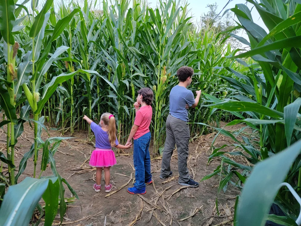 A family walking together through the tall corn