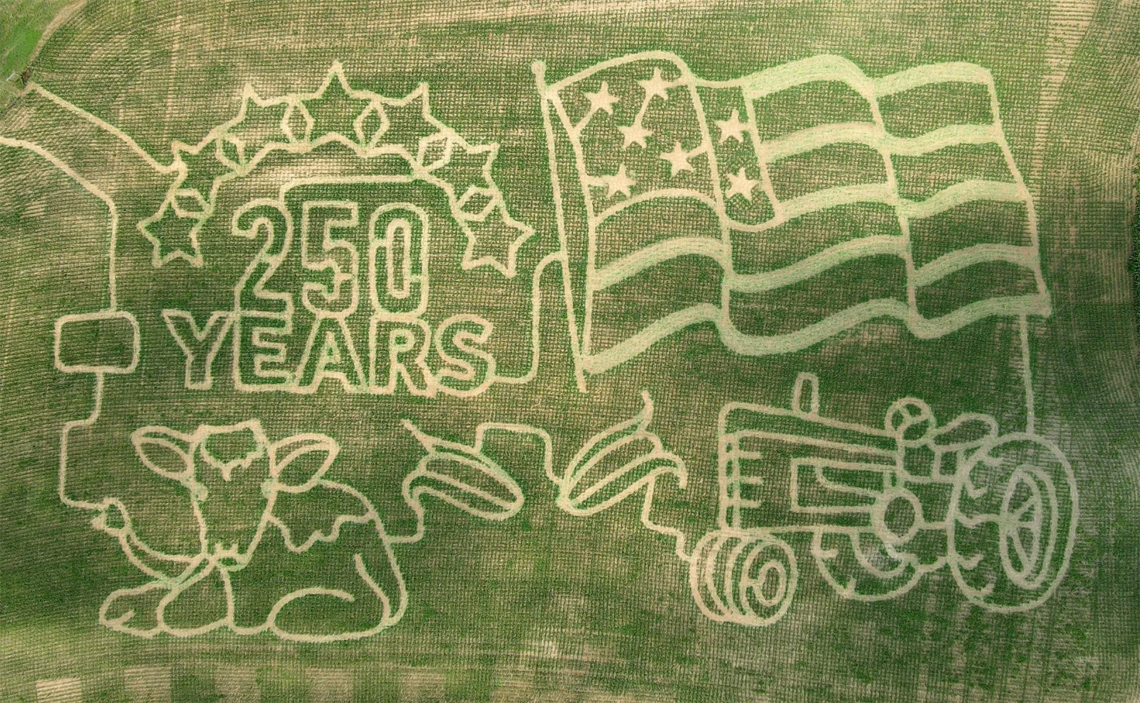 Aerial view of the 2026 Maple Border Farm corn maze, cut with an American flag, a tractor and the words 250 Years