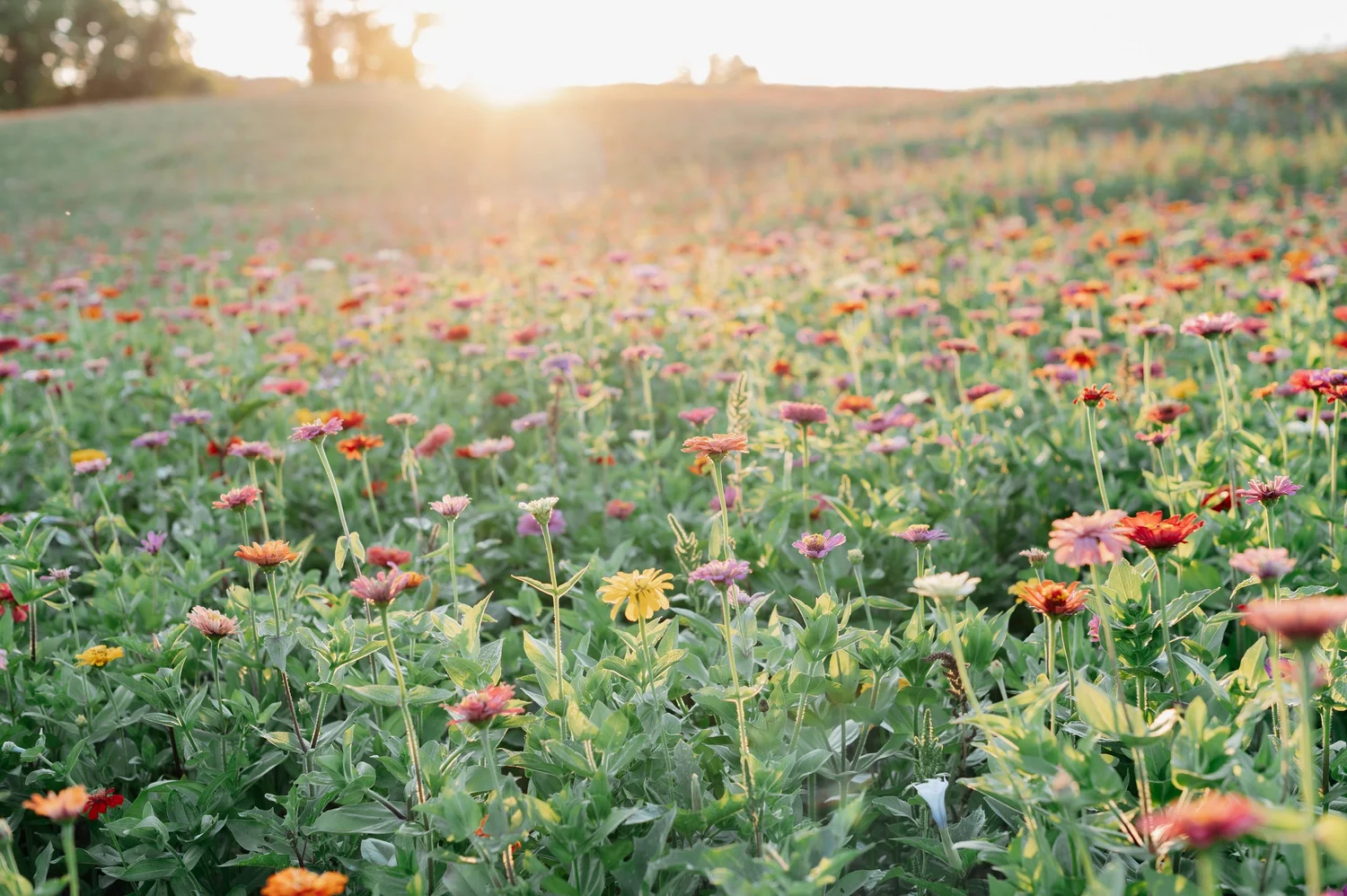 Two acres of zinnias in bloom at golden hour